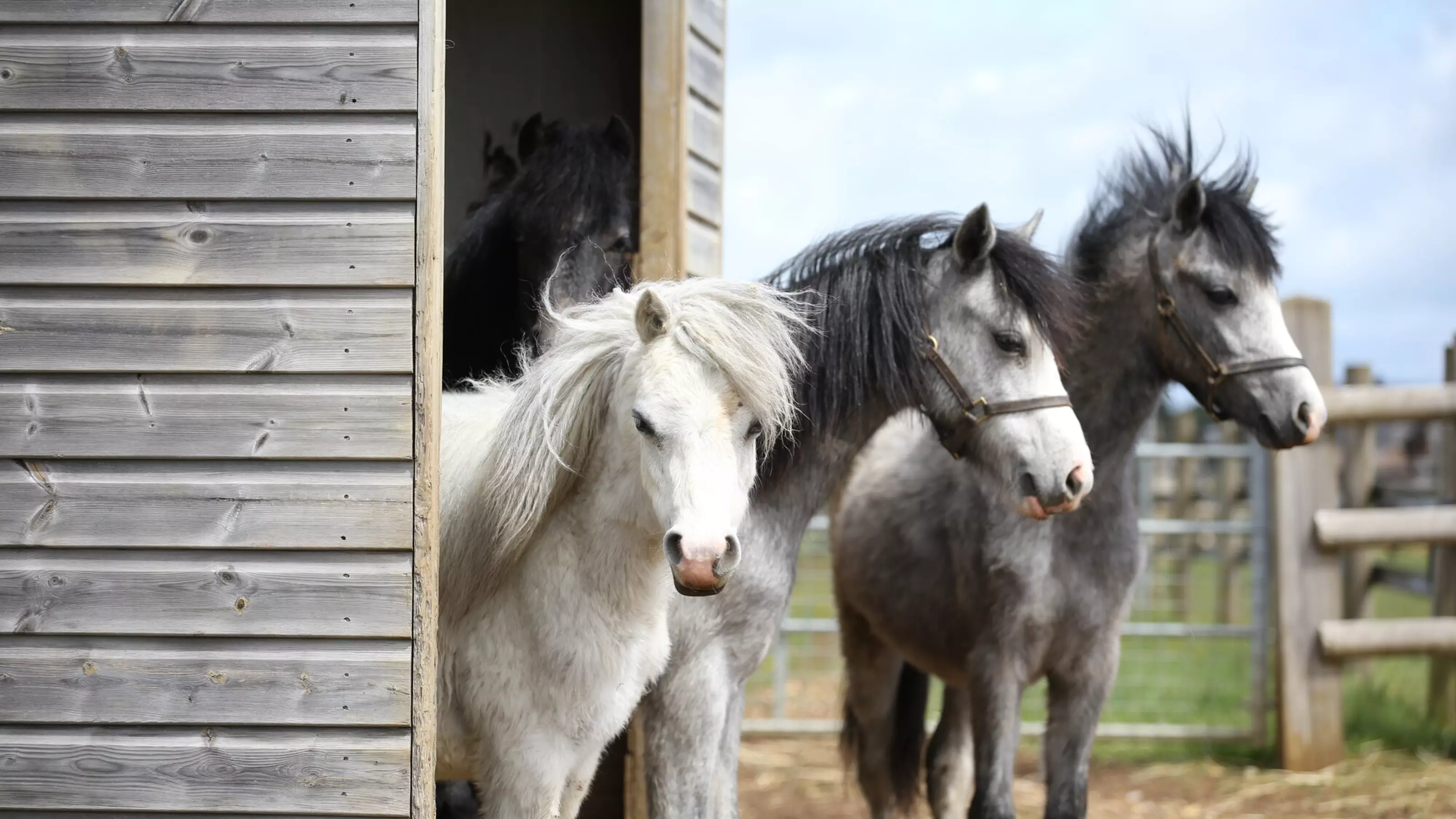 Two grey horses and a white horse under an outside shelter