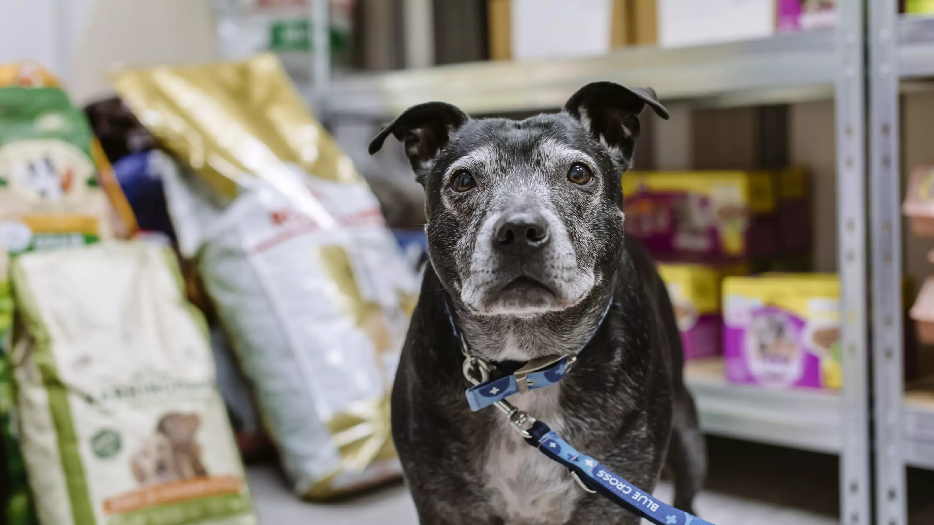 Sasha the staffie with piles of pet food in the background of our Sheffield pet food bank