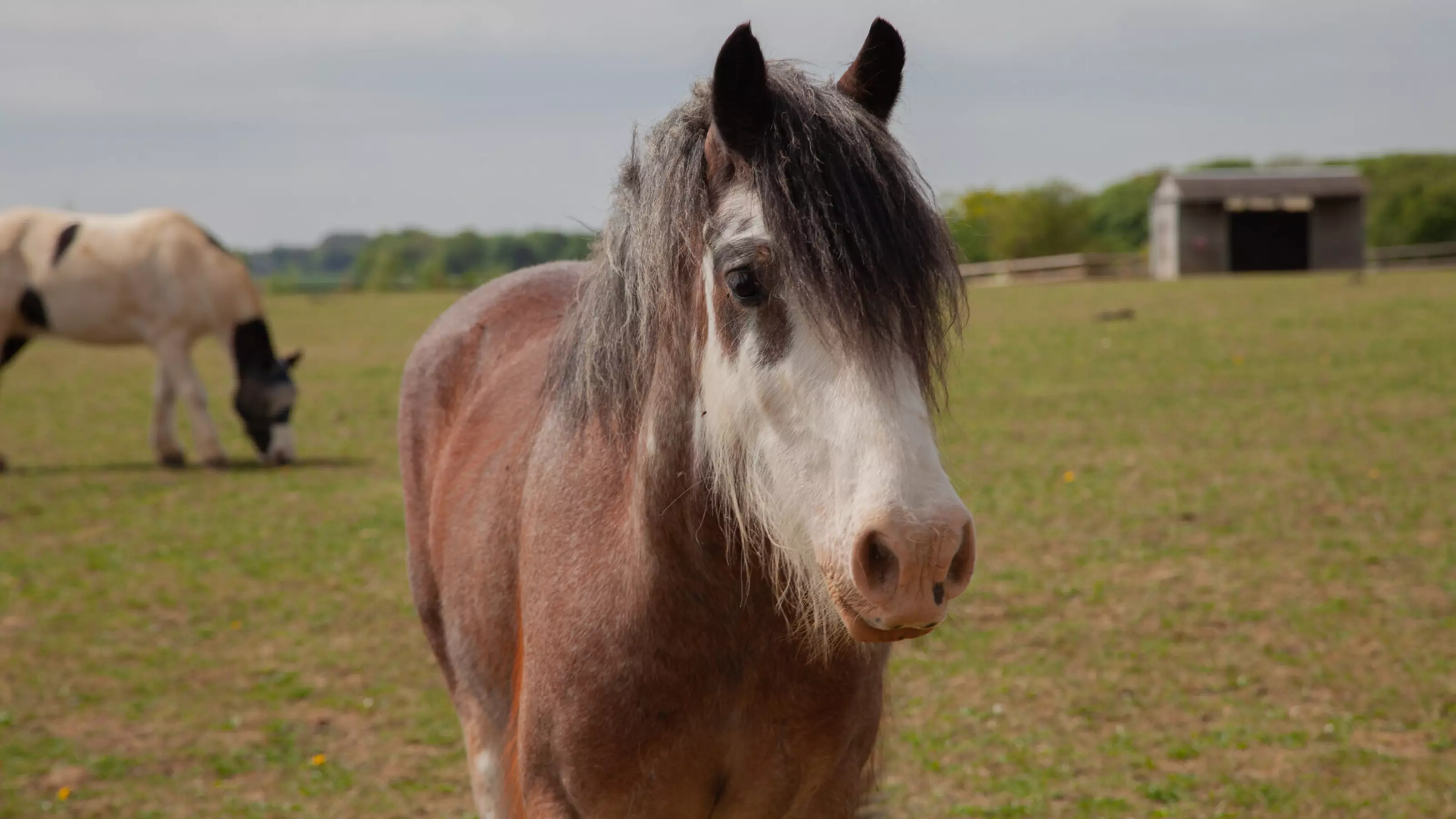 Brown and white horse in a field with a shelter and another horse in the background