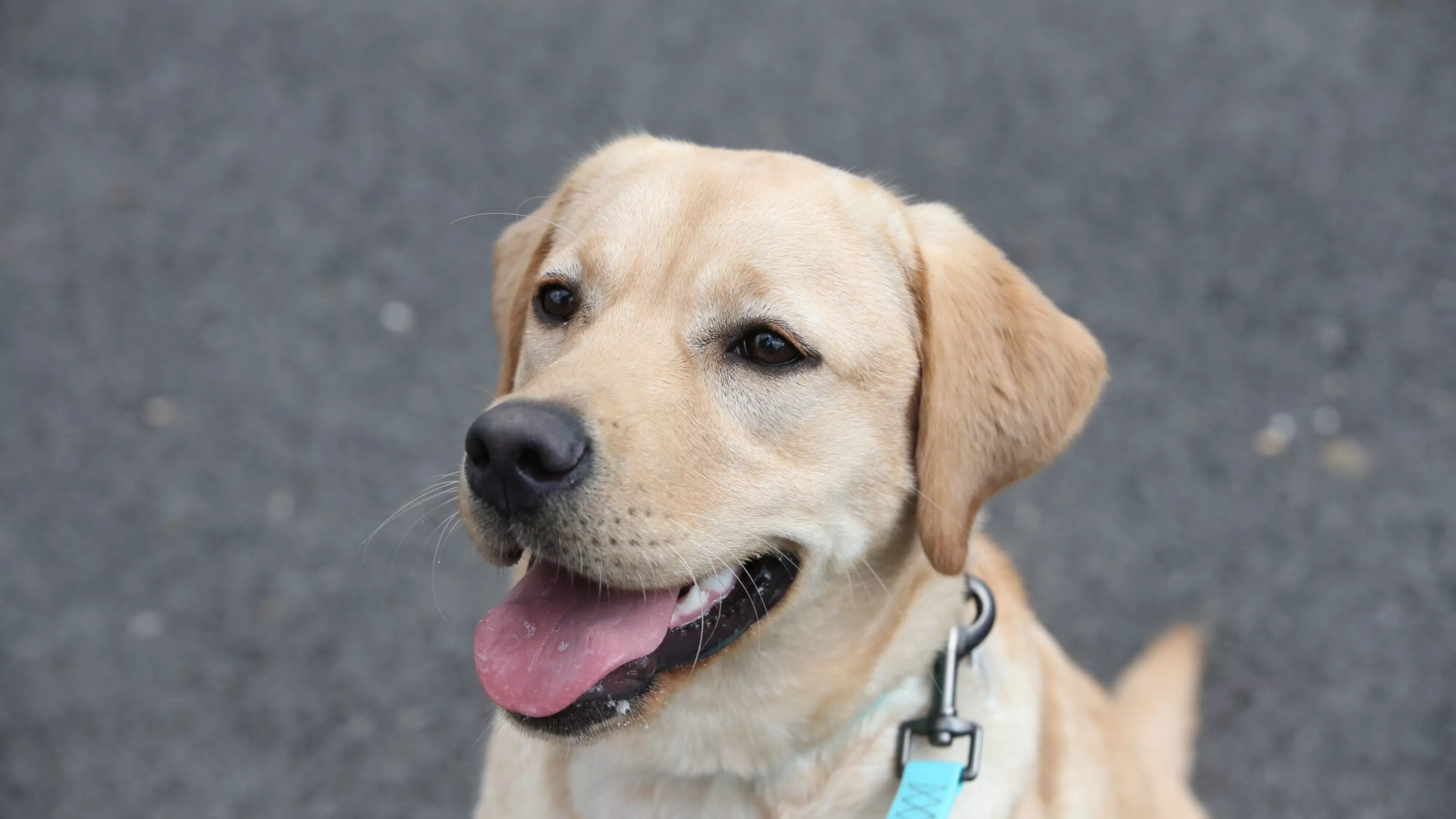 Golden Labrador Betty sitting down on some tarmac