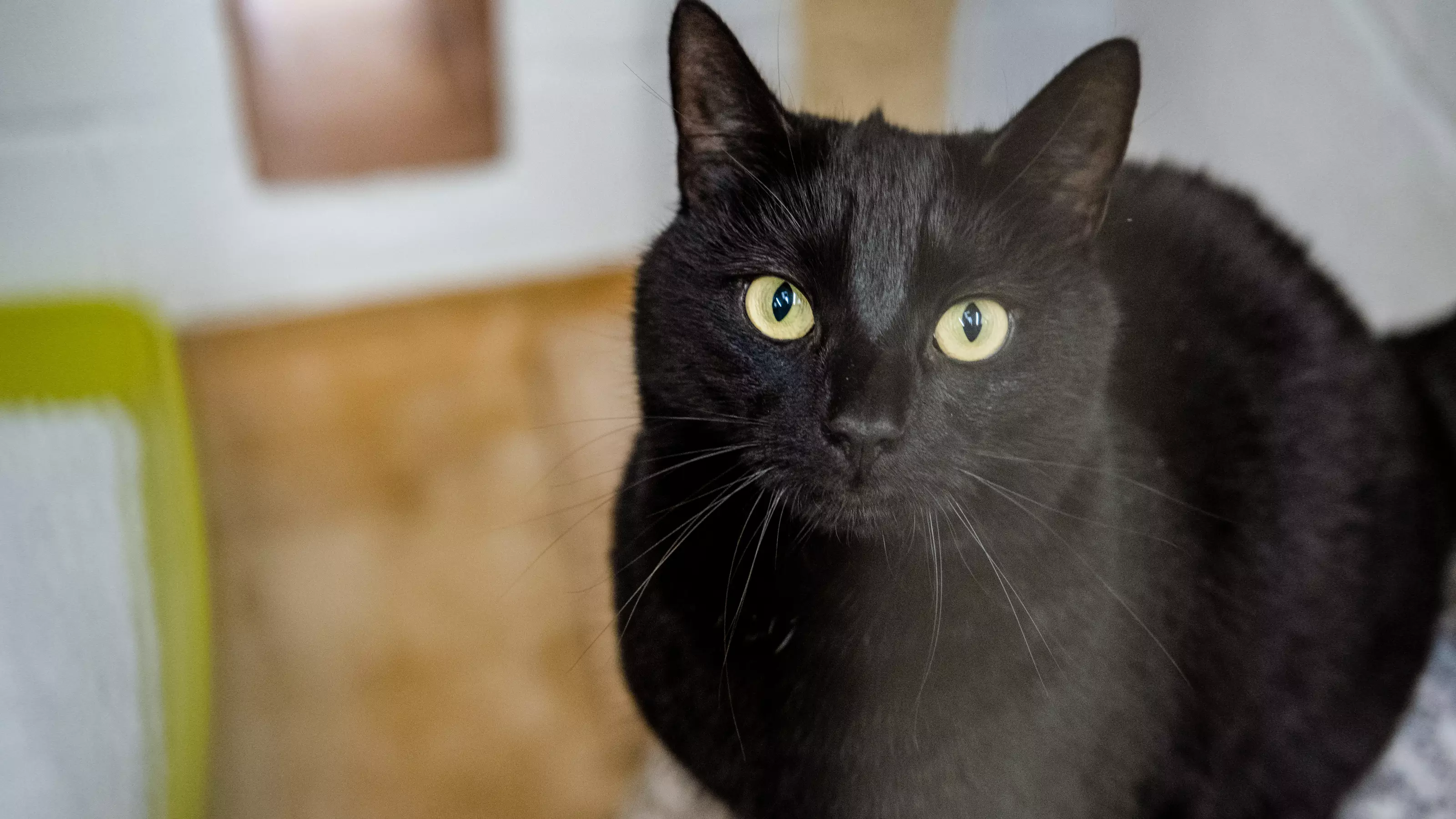 Black cat with green eyes look into the camera