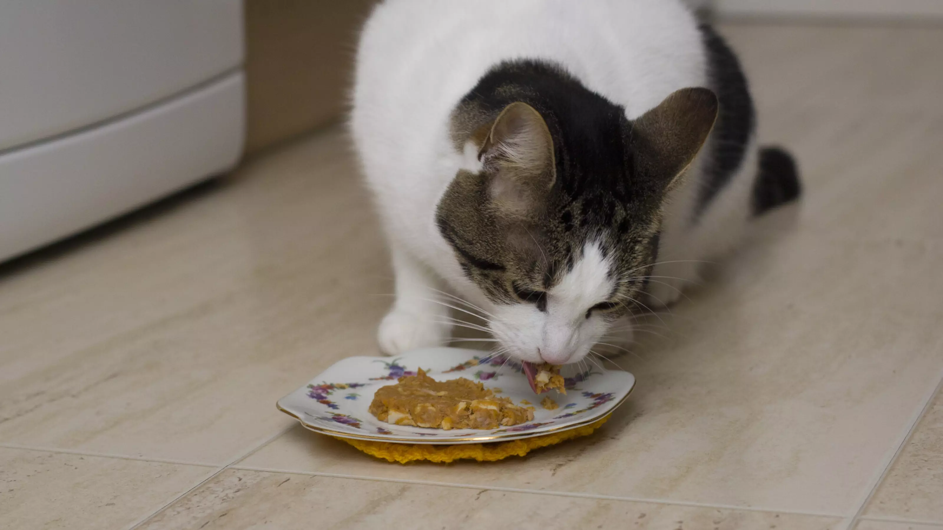 Brown and white cat eating a homemade pancake from a plate