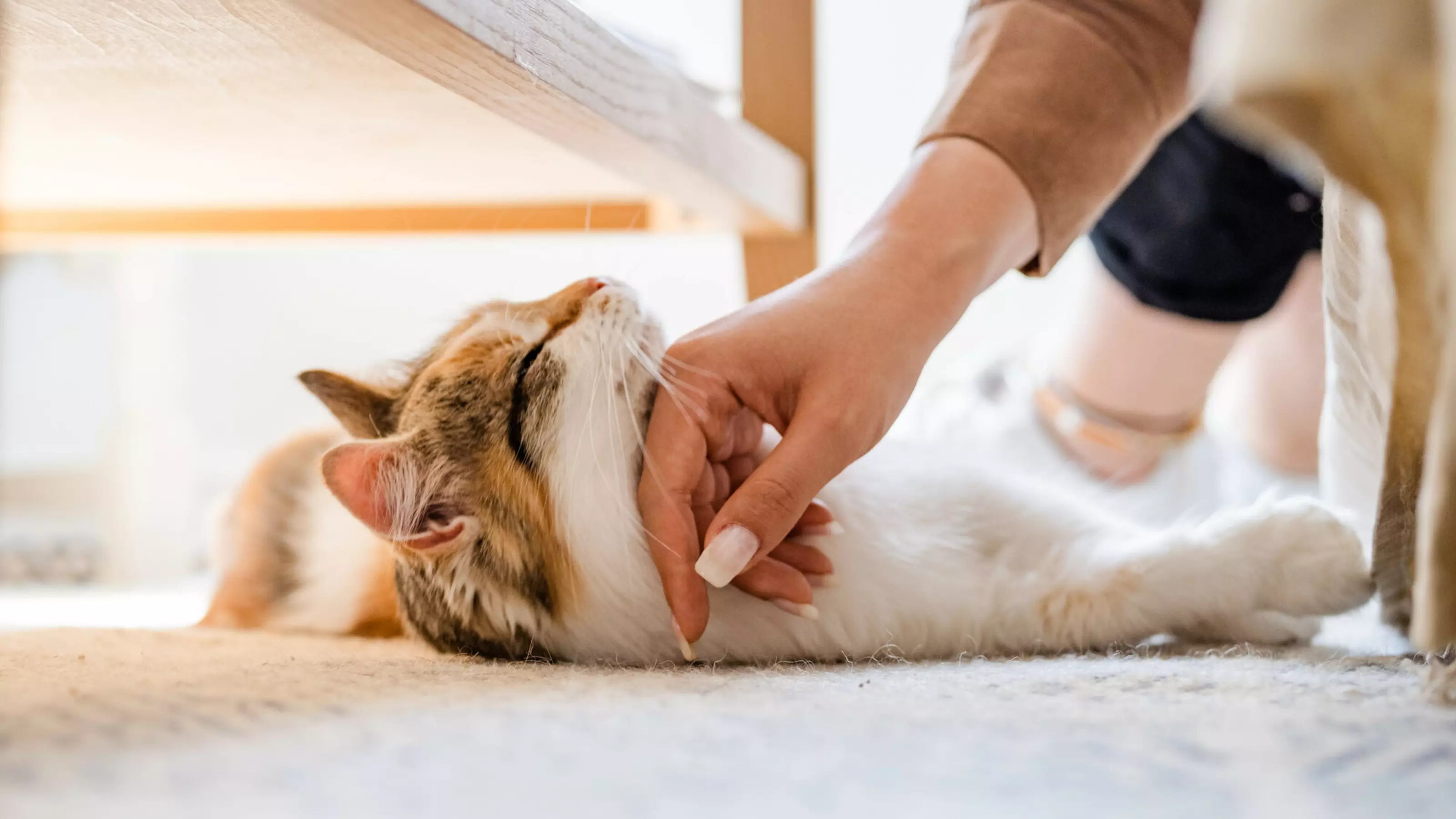 Cat Elya smiles as her owner, Lisa, gives her a chin scratch