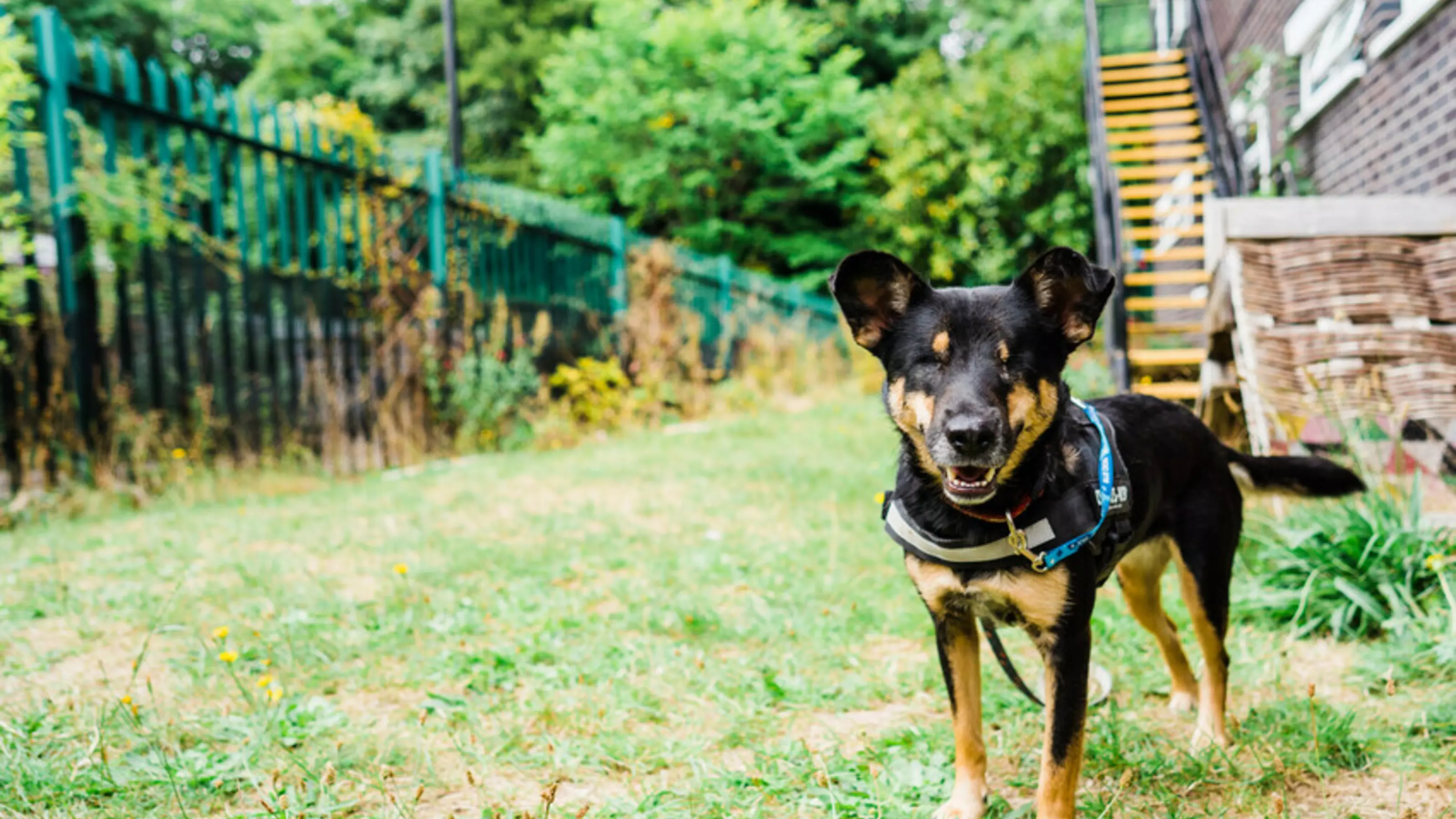 Small black and tan crossbreed Lucy smiles towards the camera