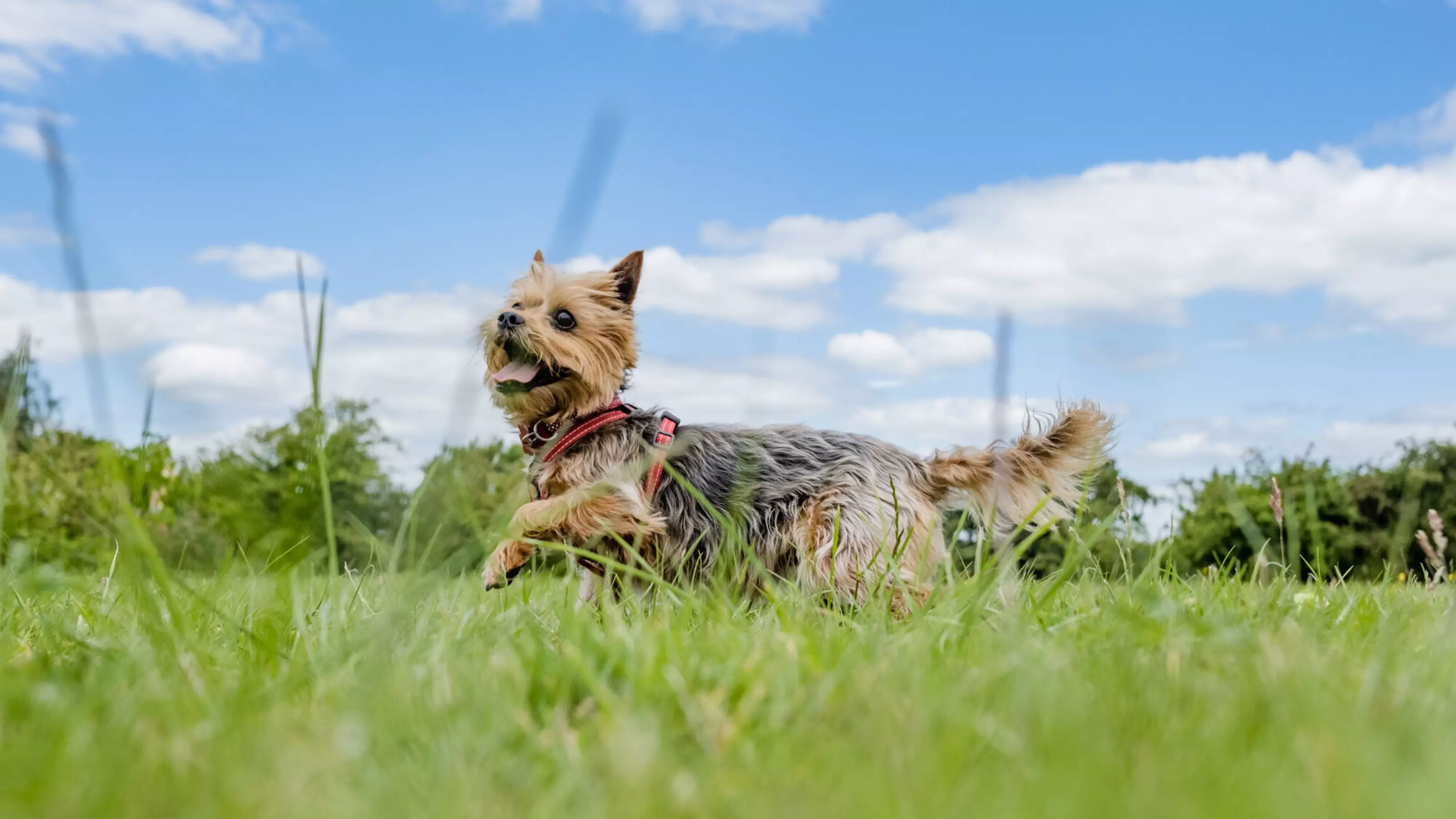 Yorkshire terrier, Petra, running through grass wearing a red harness