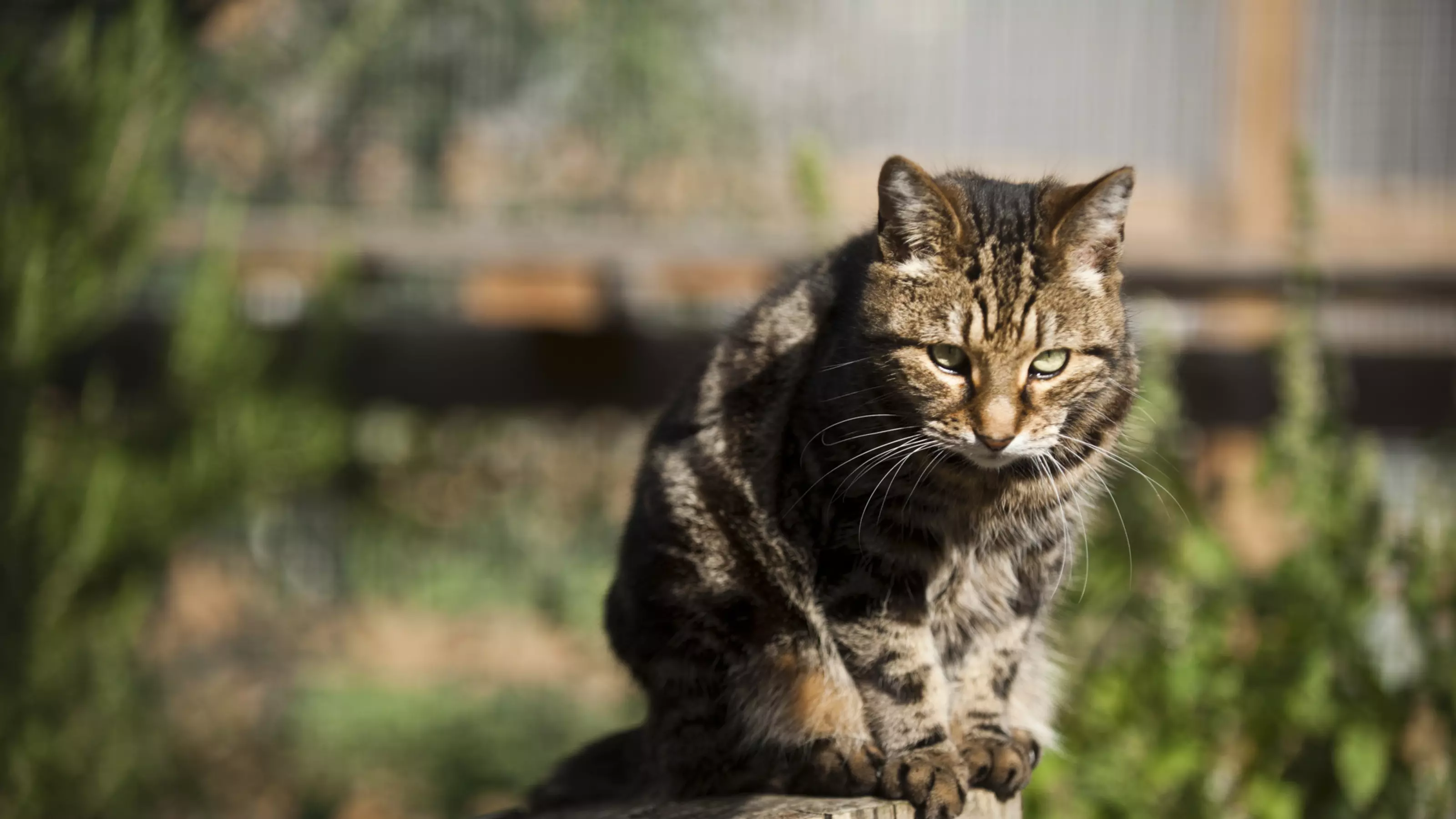 Cats and Ticks How to Spot and Remove Ticks Blue Cross