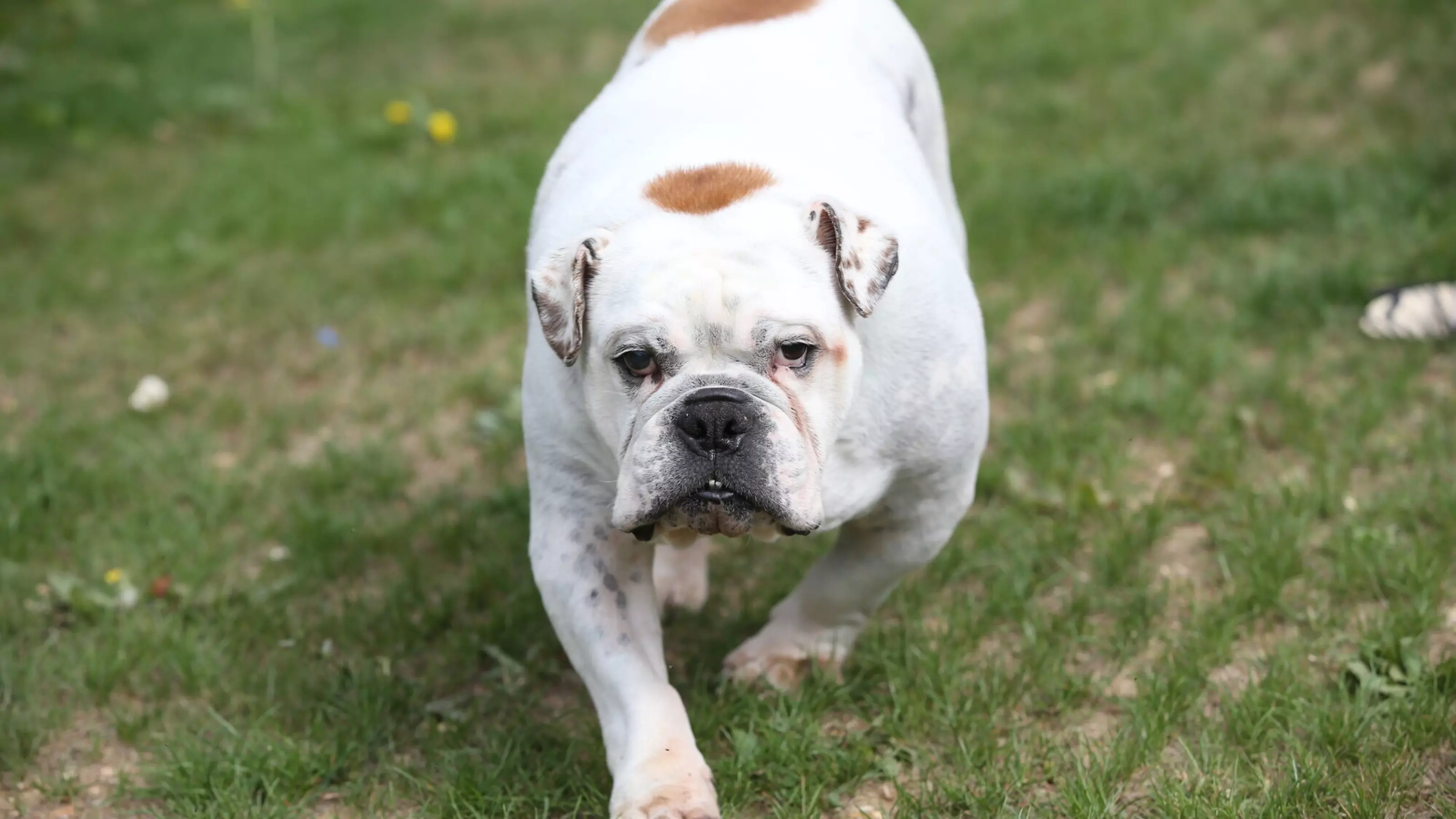 Pig, the English bulldog walking on the grass