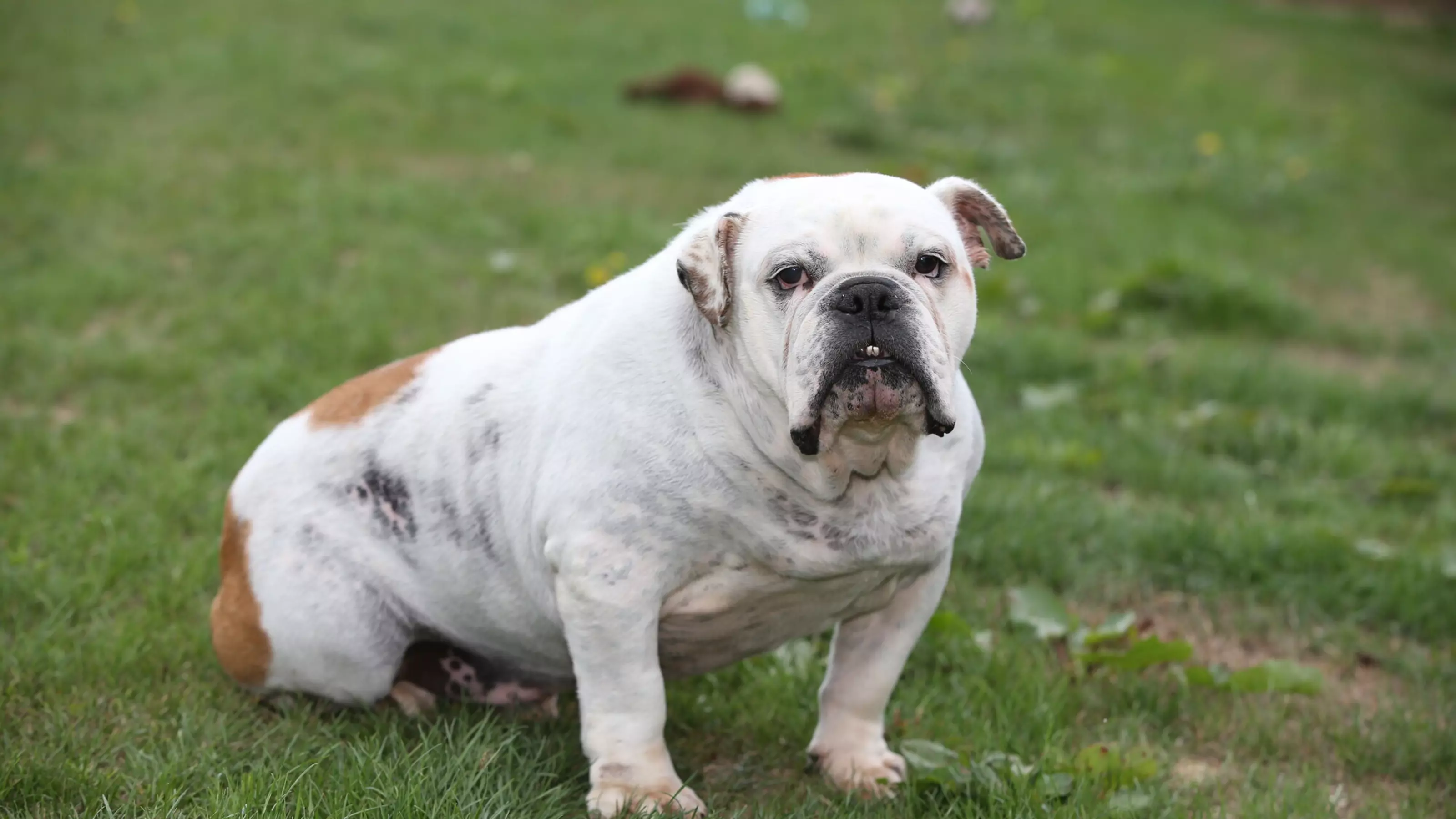 English bulldog, Pig, sitting on the grass