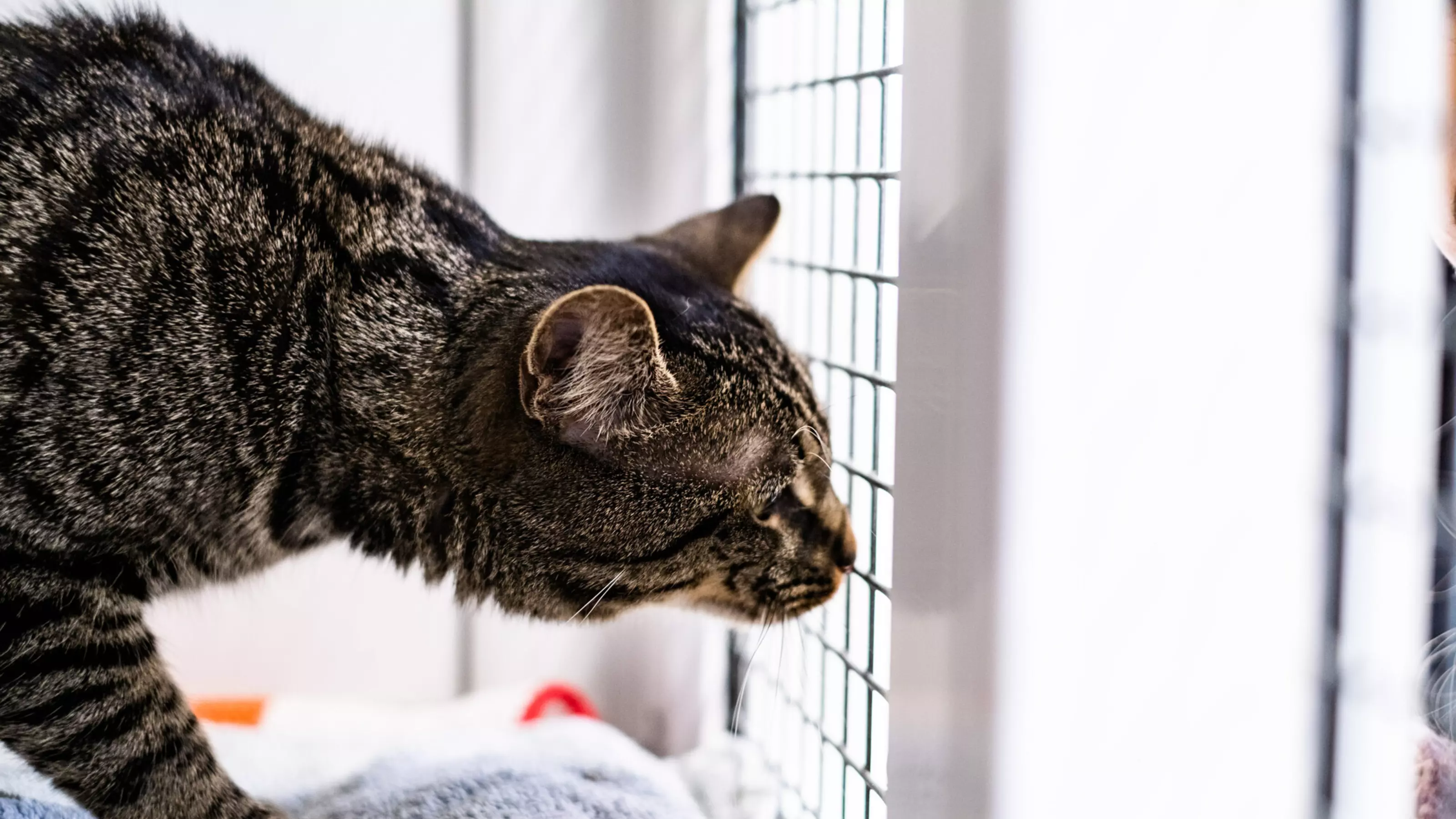 Tabby cat Lizard bows head to look out of his cattery pen