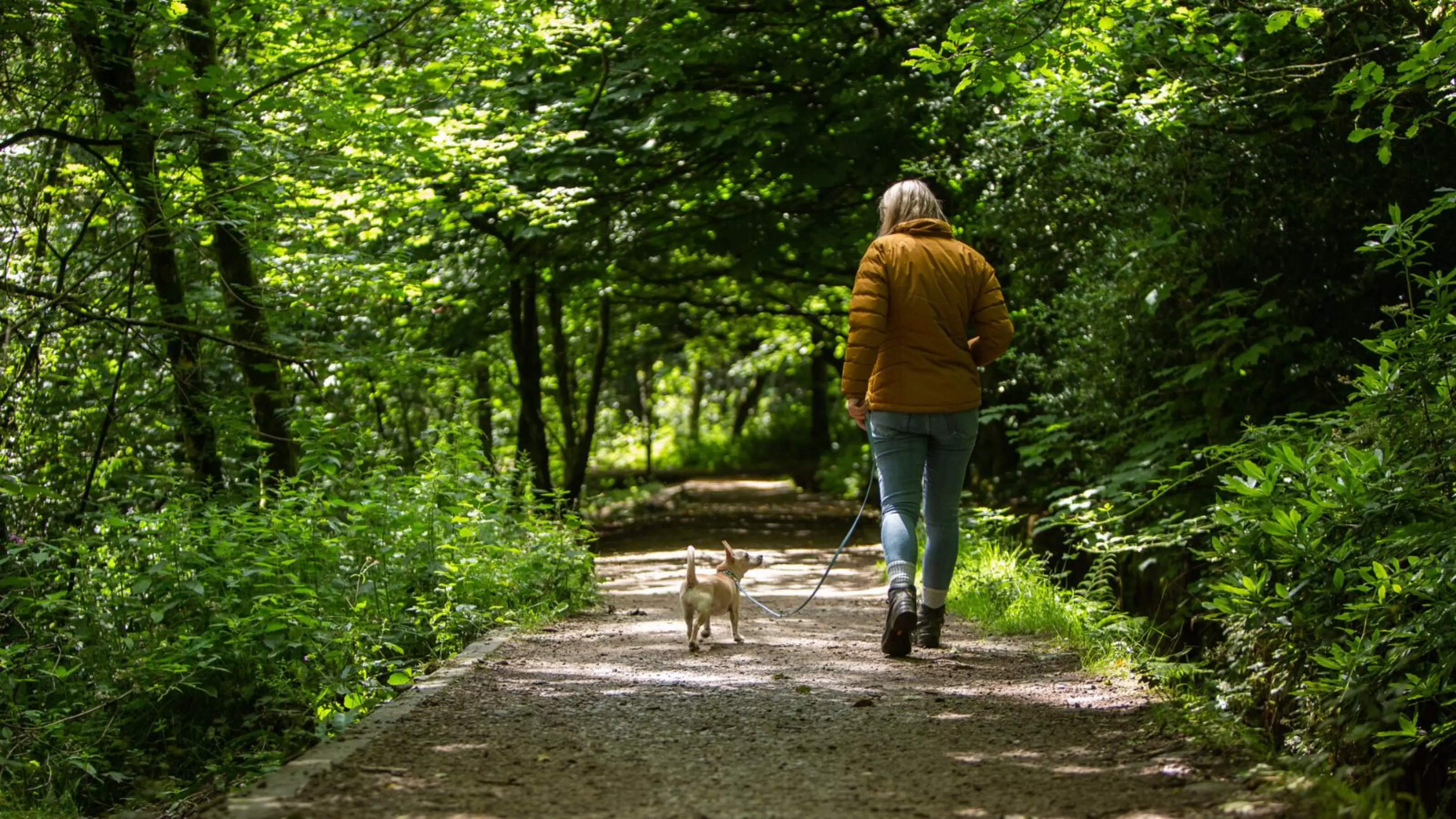 Dog Akira and foster carer walking in a shady forest