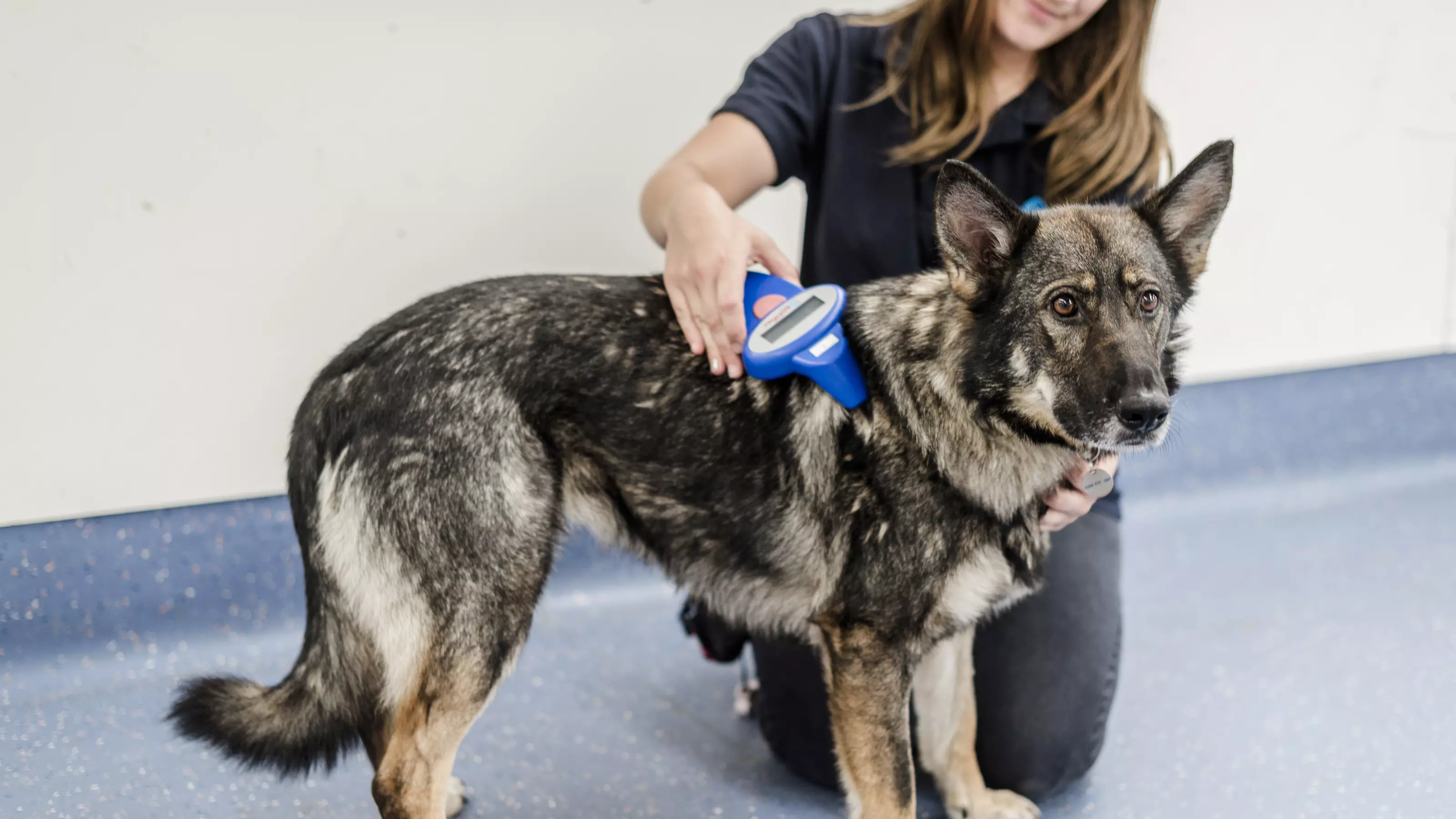 German Shepherd cross Jan being scanned for a microchip by a member of the Blue Cross team