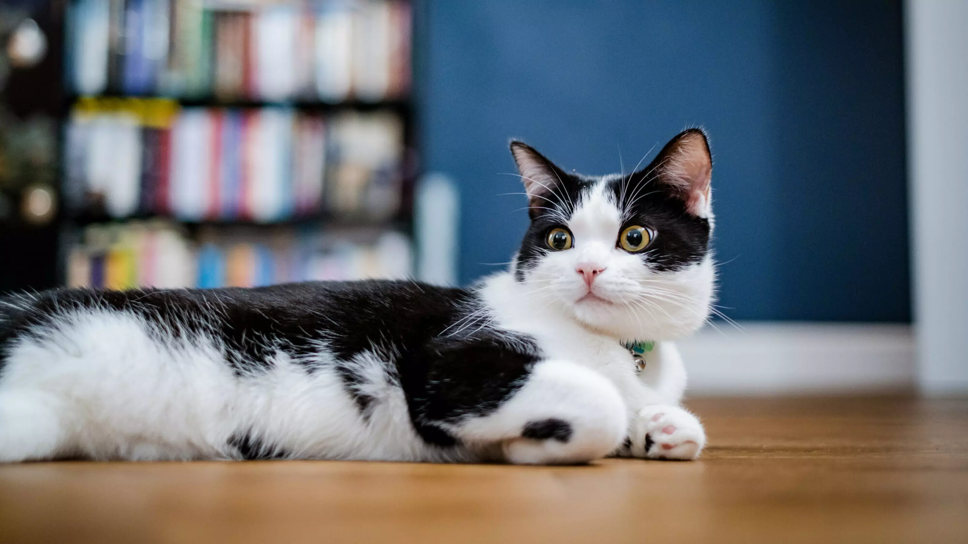 Black and white cat called Pickle lying on wooden floor