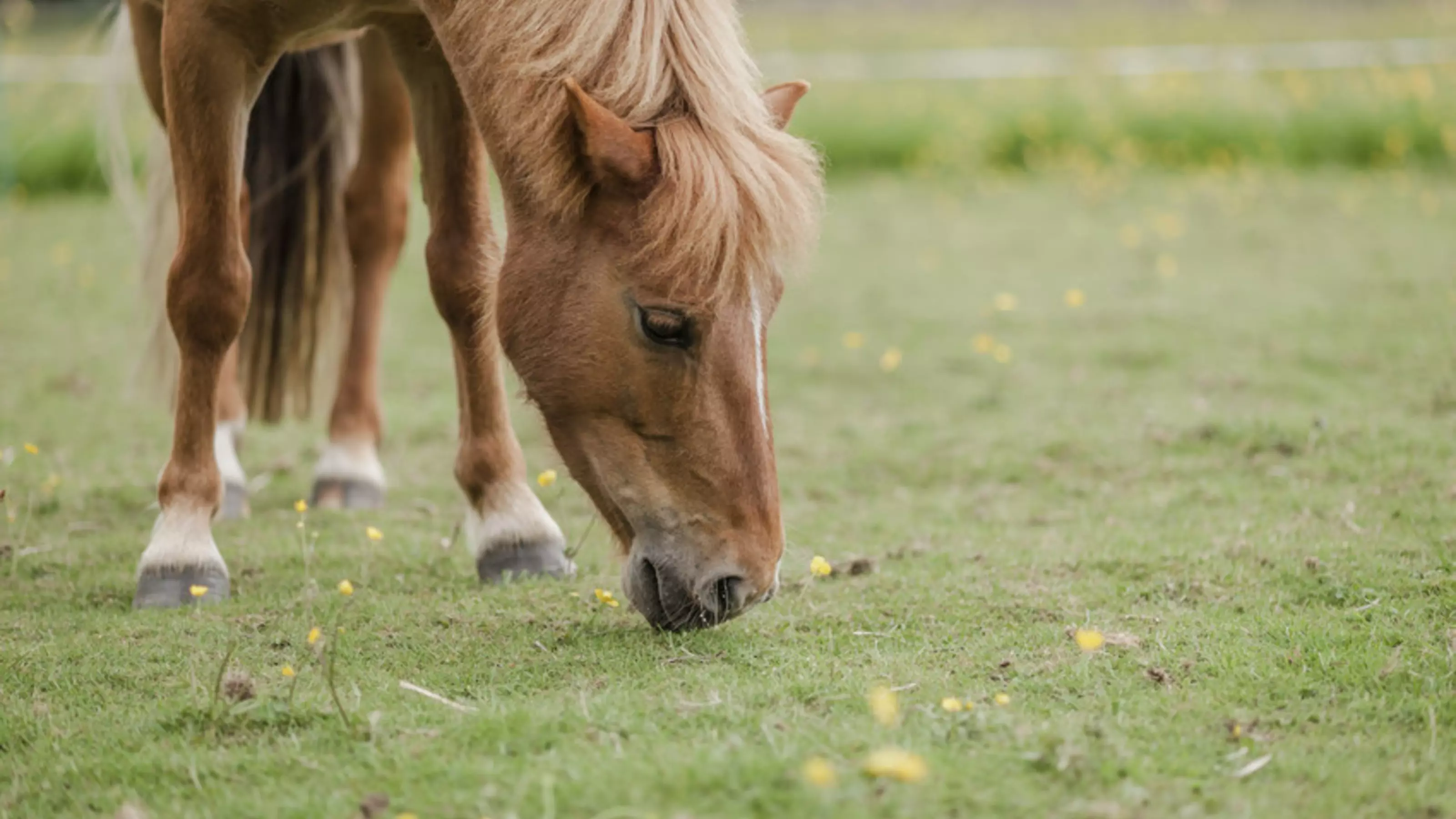 Young pony grazing in a field