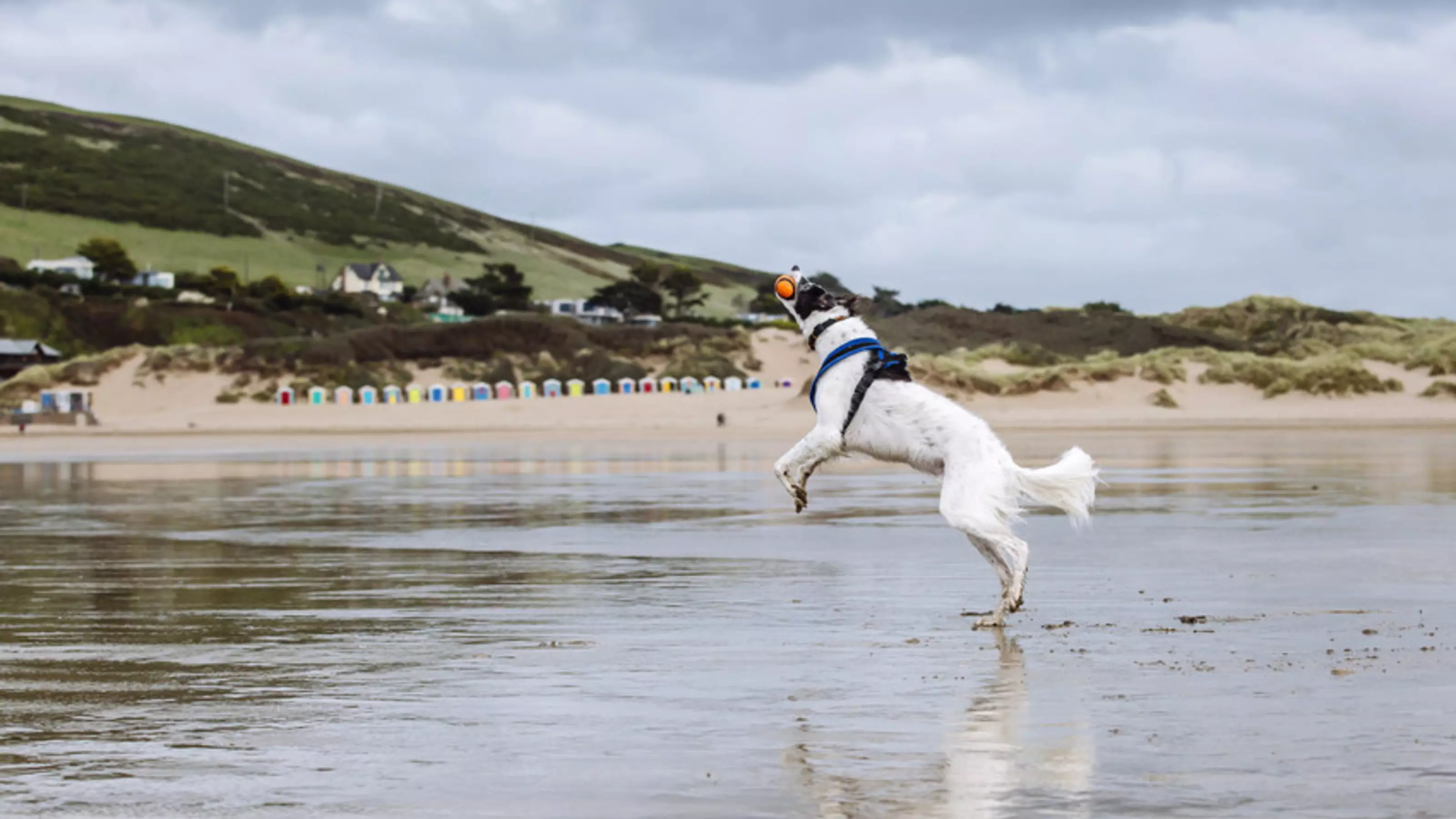 Black and white dog Vader playing with an orange ball on the beach
