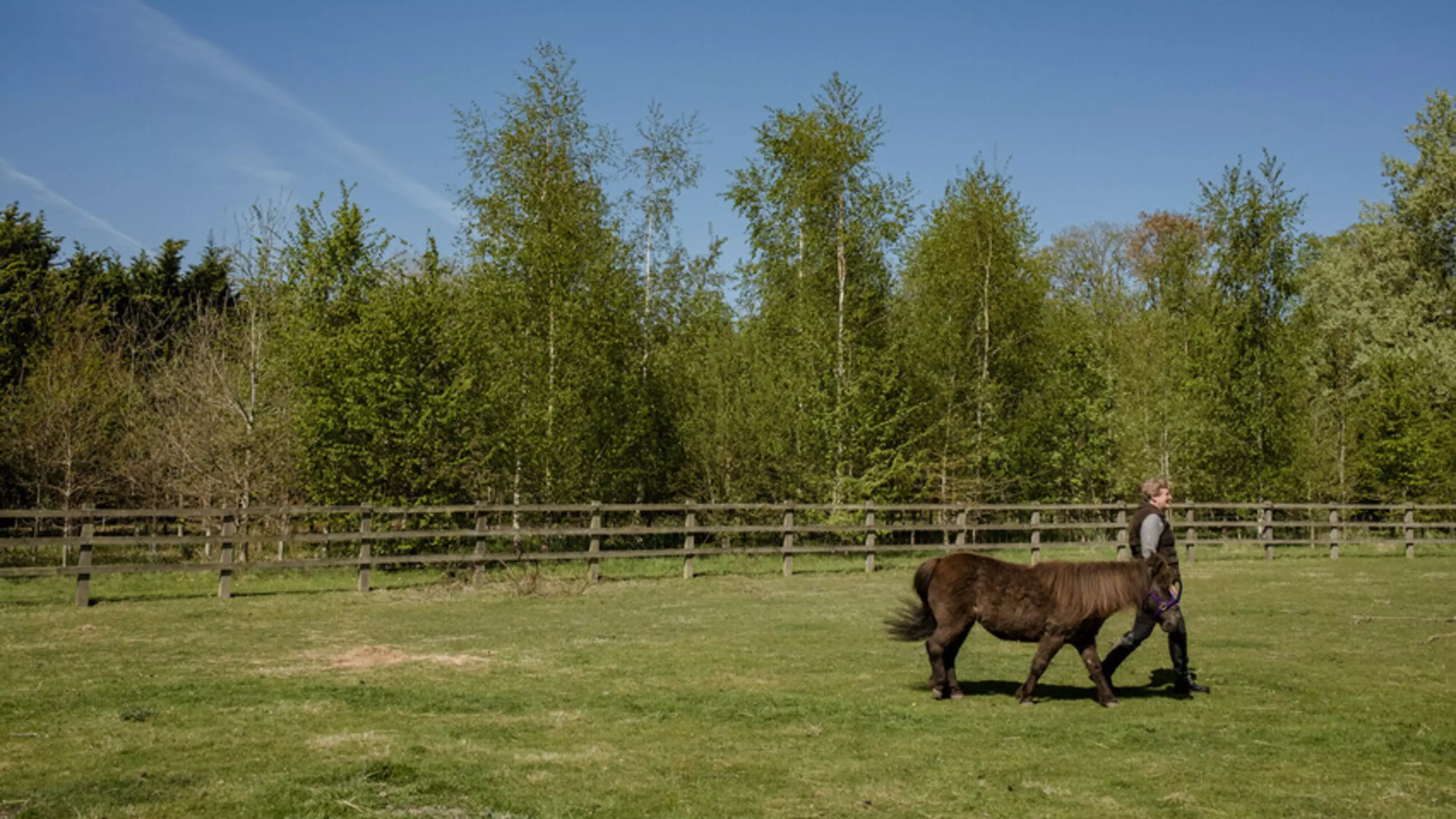 Bay Shetland pony walking in a field with her owner and trees in the background