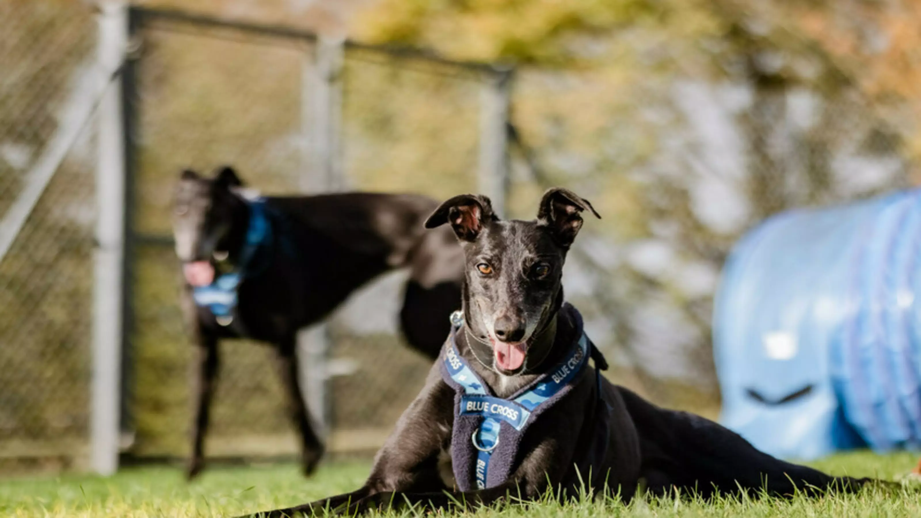 Ex greyhound racers Dolly and Betty in a park