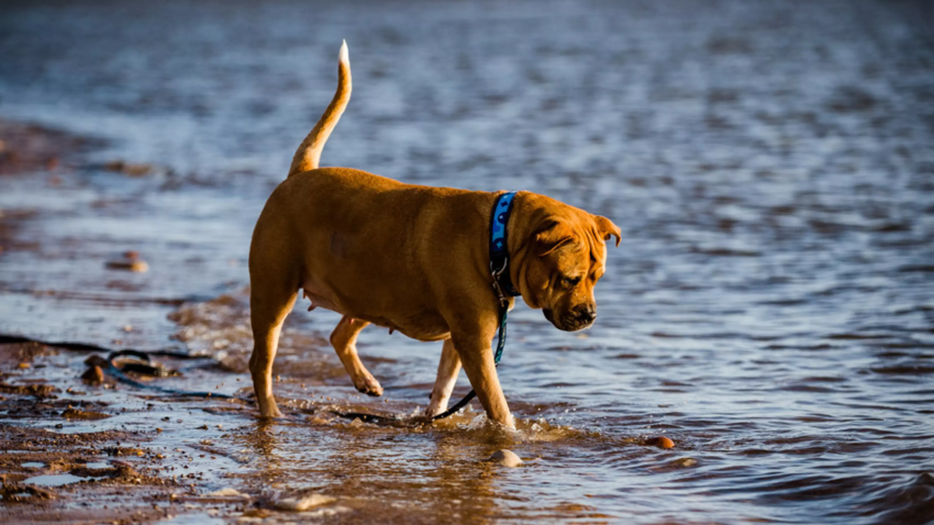 American staffie-cross dog Bumble standing by the sea
