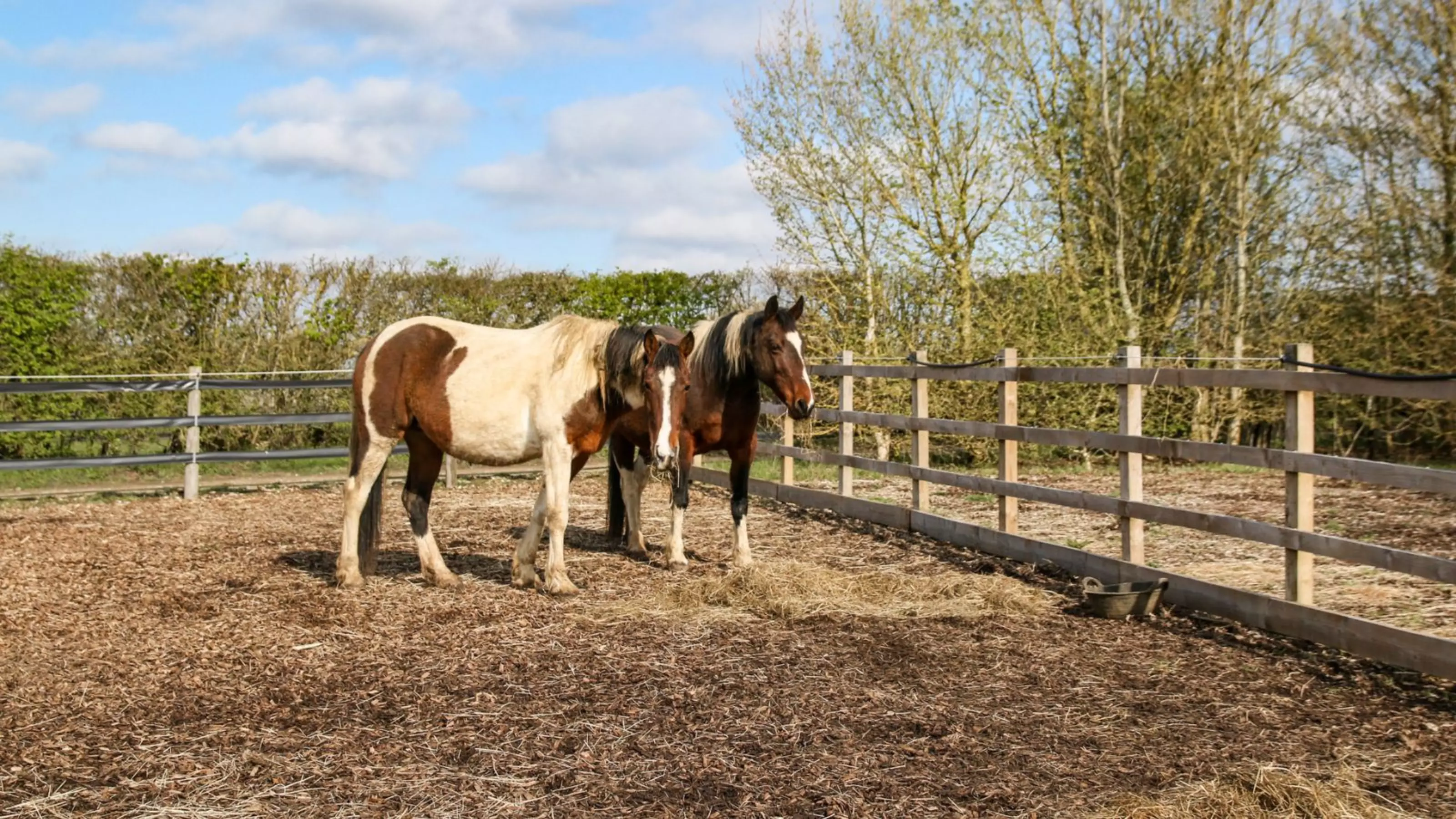 Two horses grazing on hay