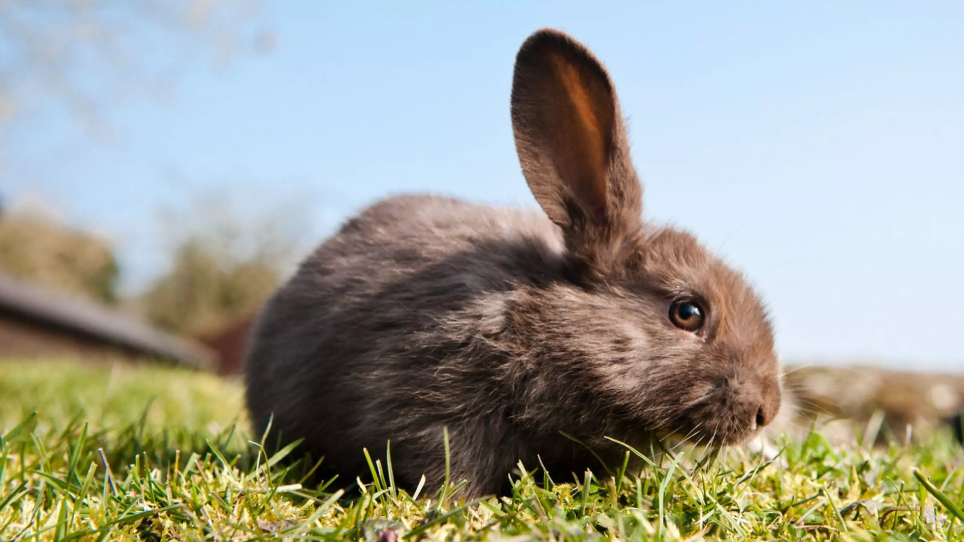 A rabbit spending time outdoors in summer