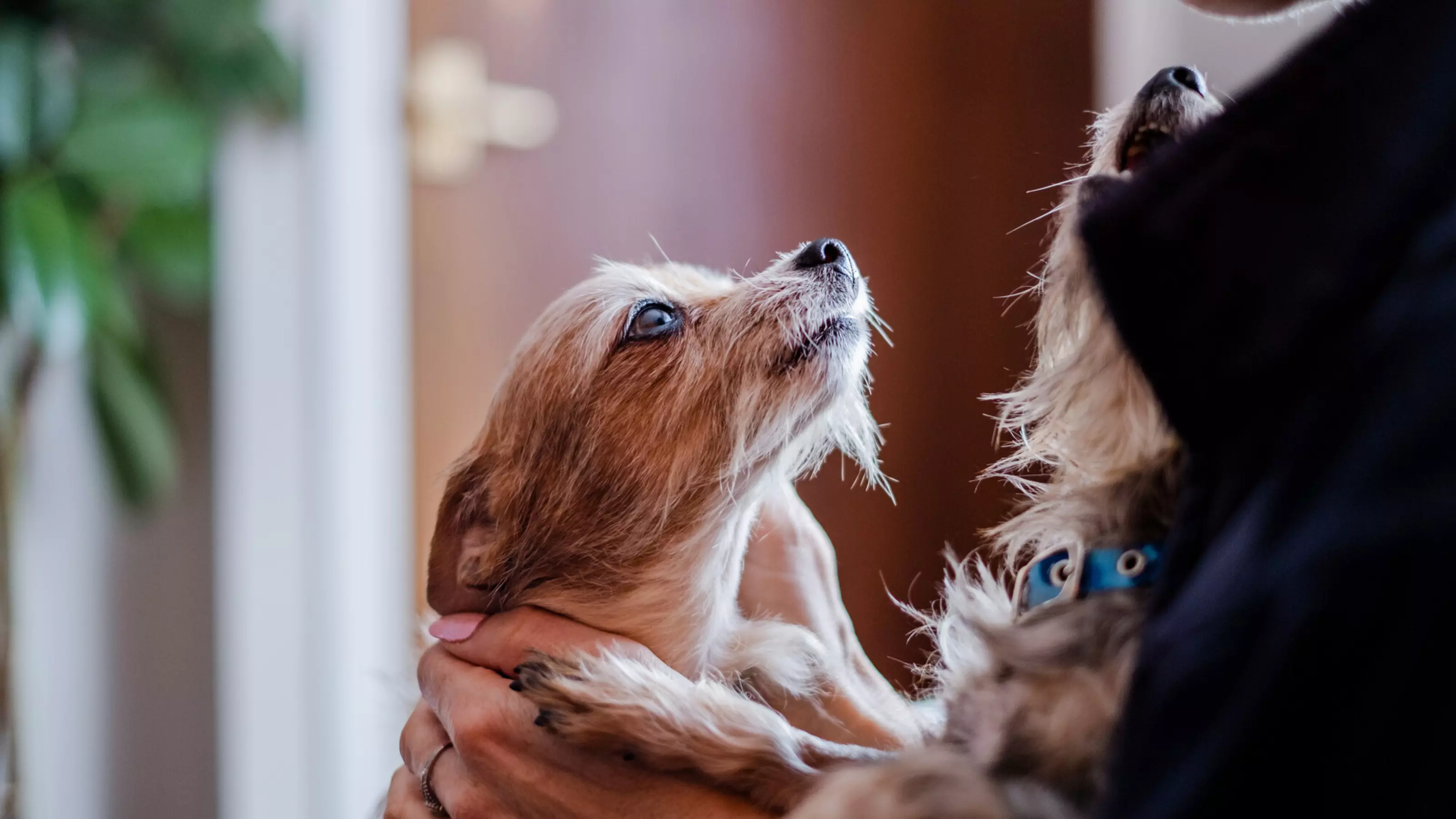 Two small dogs, Moana and Tinkerbell, looking up at their foster carer