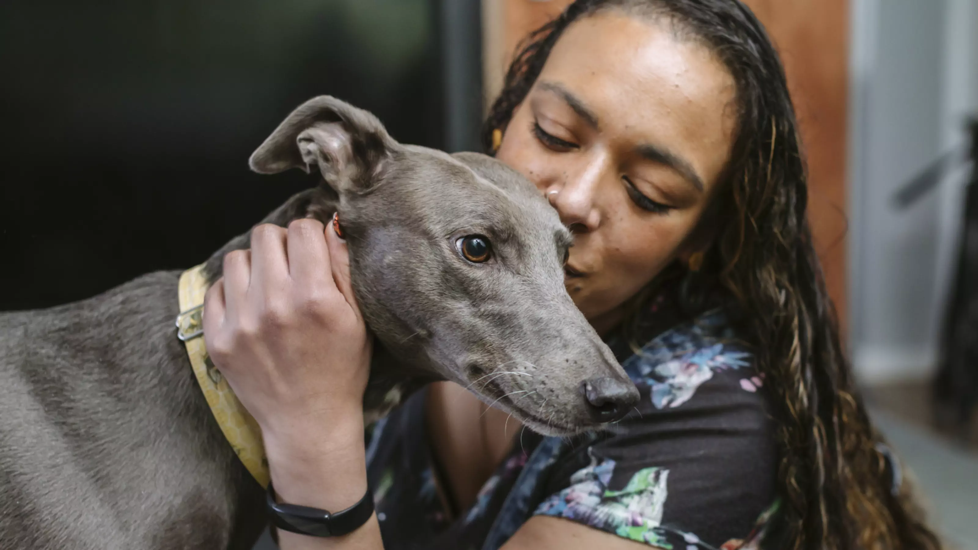 Best dog food for lurchers online