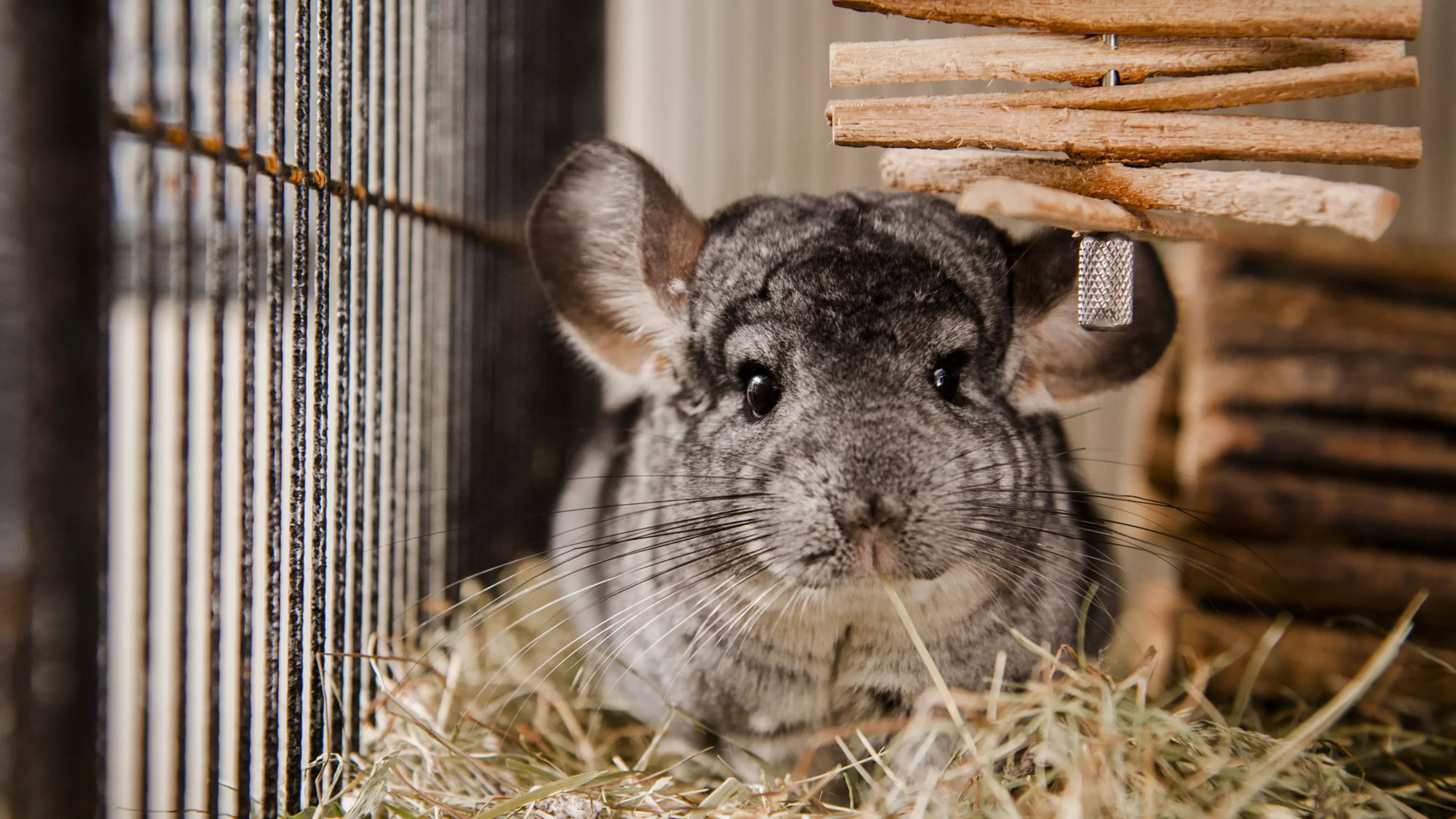 A grey chinchilla explores their hay bedding.
