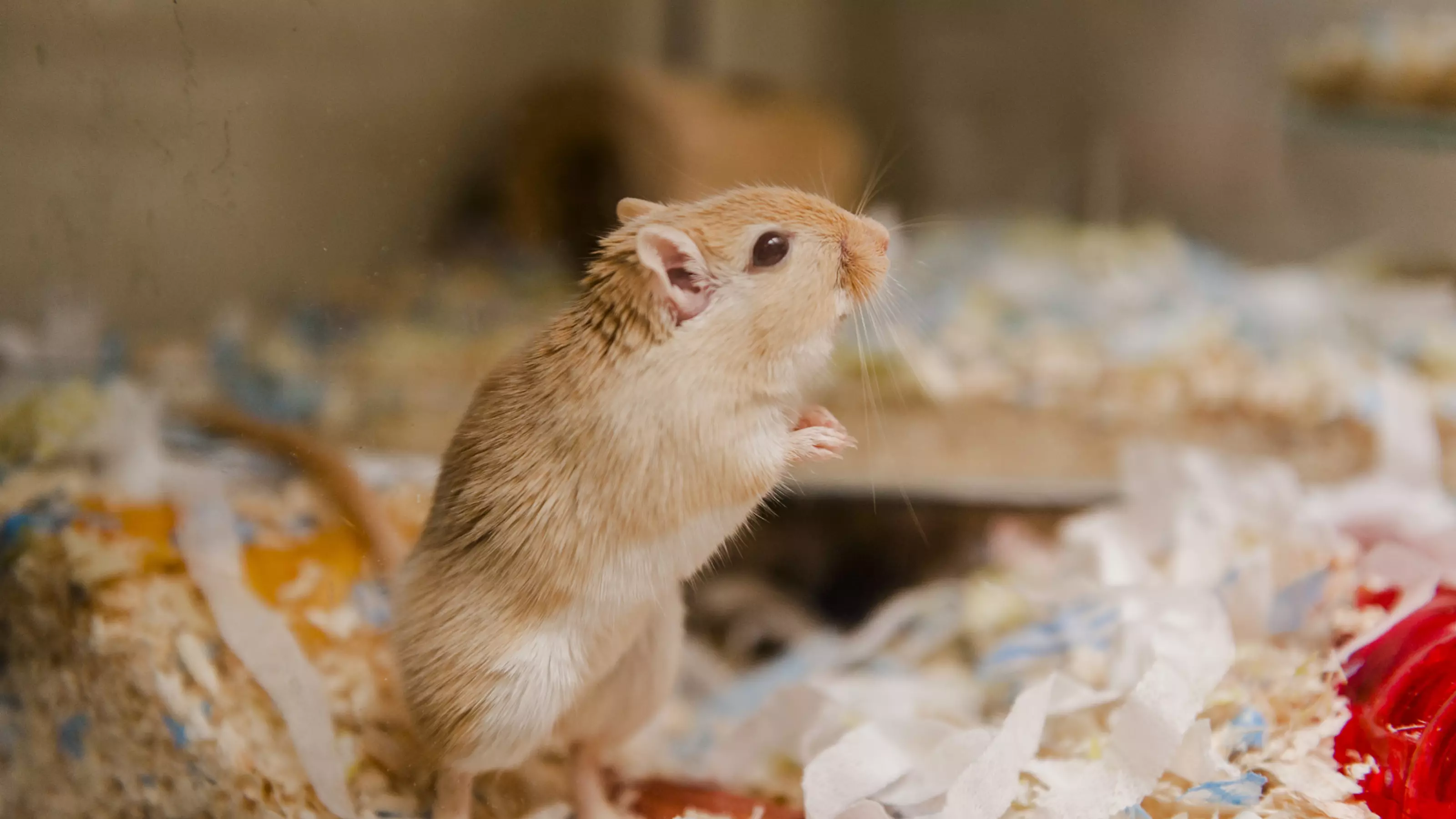 A golden agouti gerbil stands in their accommodation.