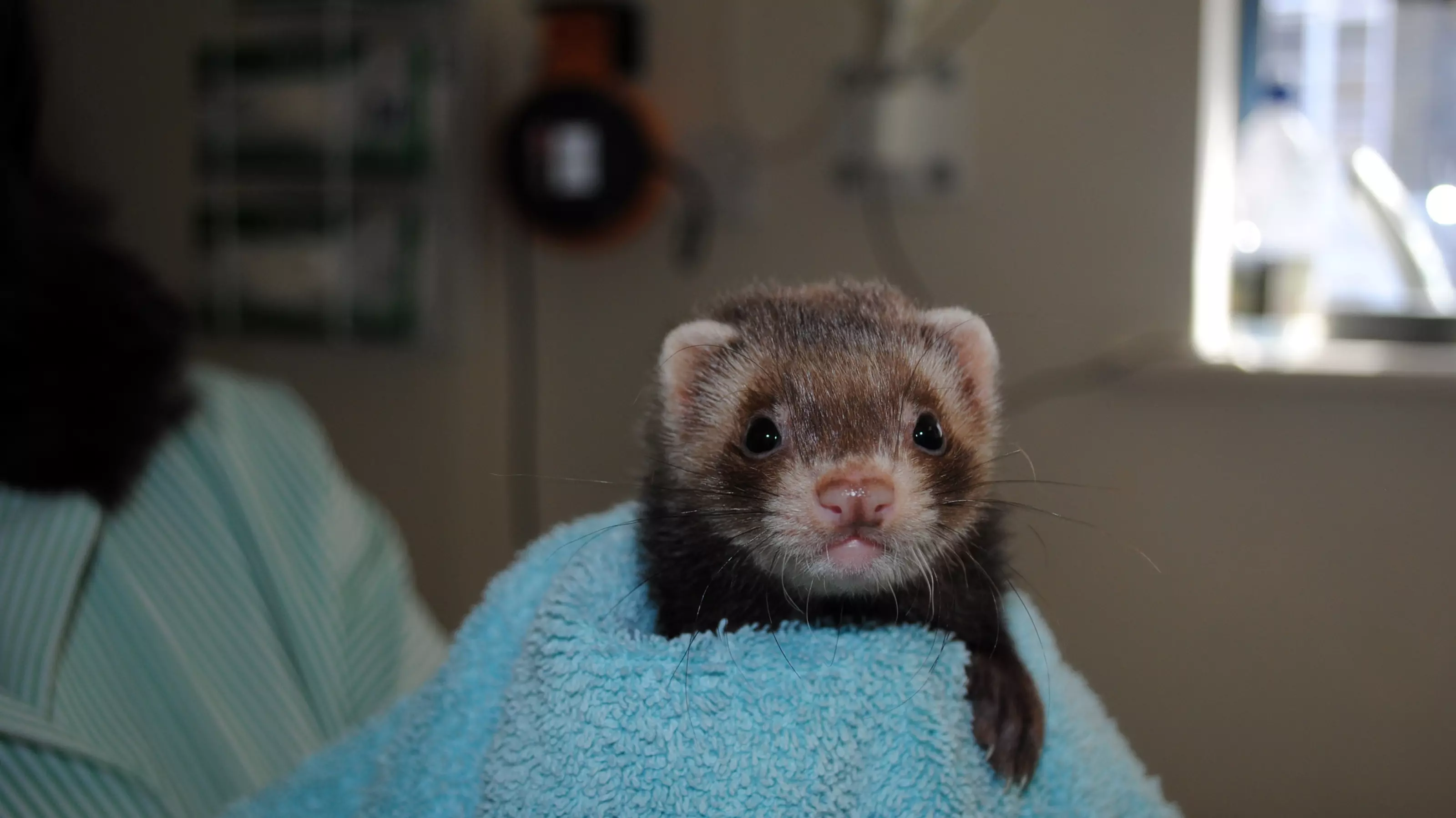 A chocolate coloured ferret is held in a towel by a Blue Cross vet.