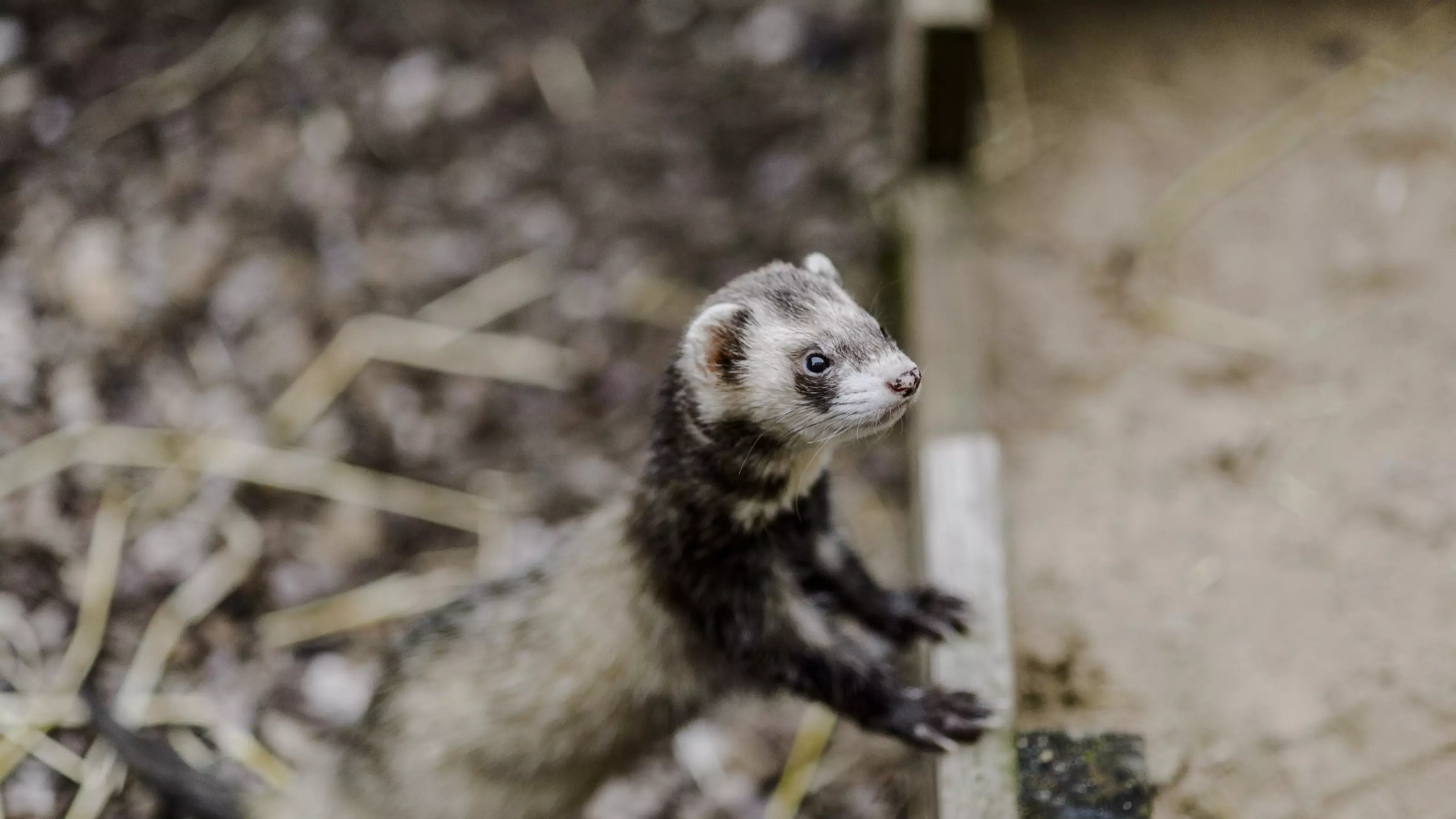 A chocolate ferret leans out of their enrichment box.