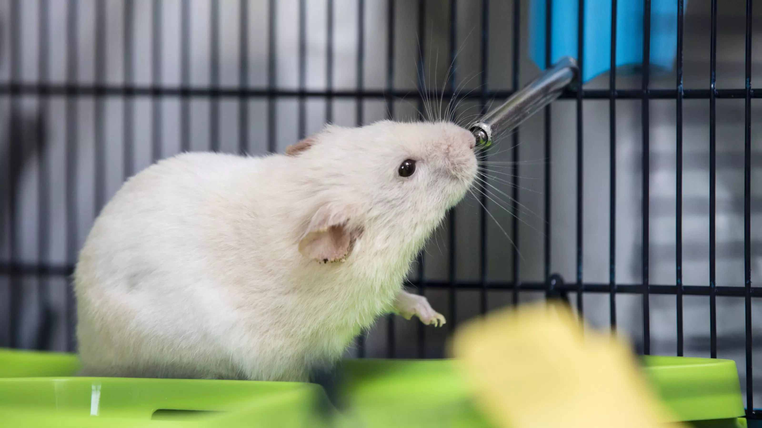 A white hamster drinks from a water bottle in their cage.