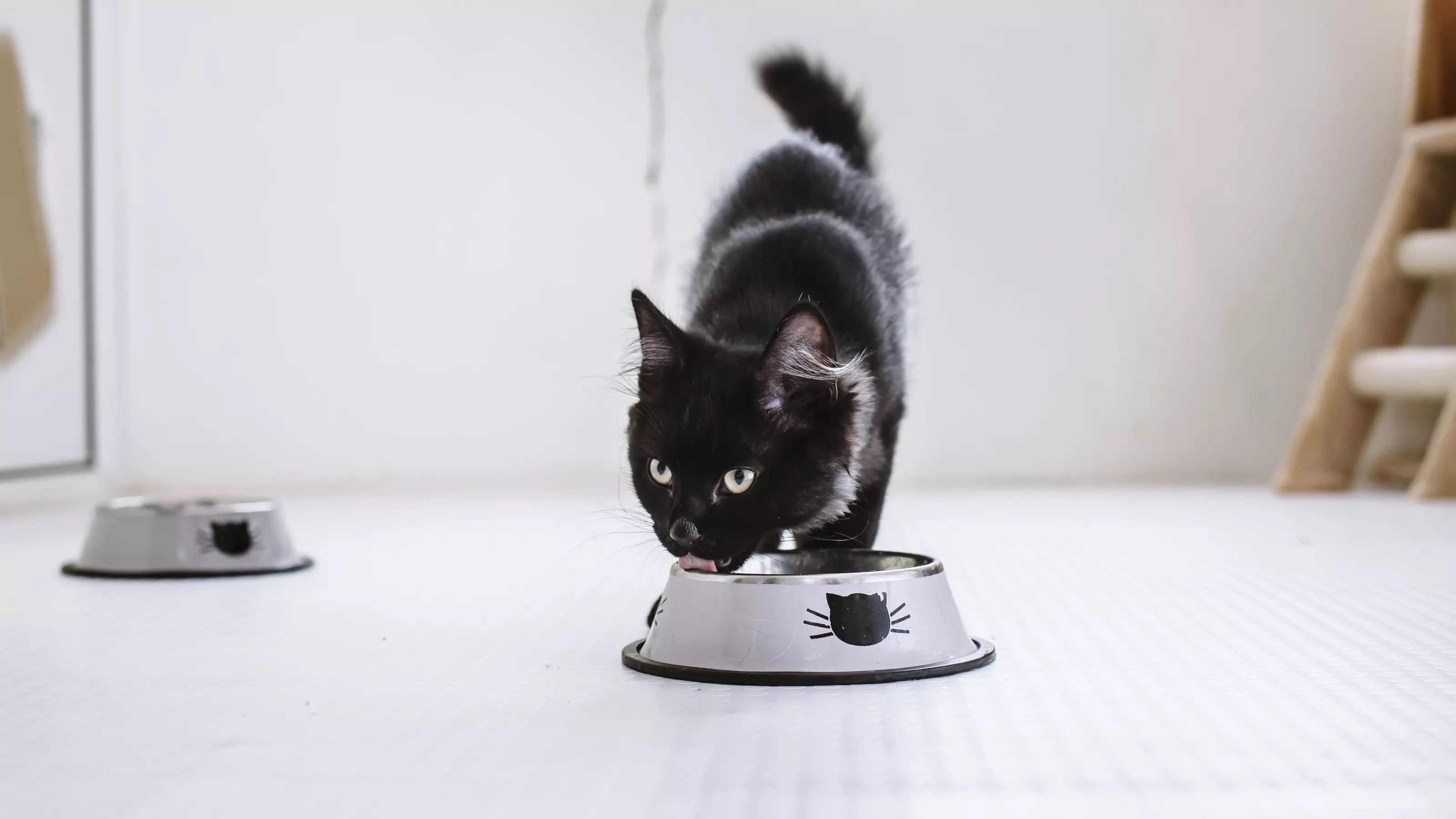 A black cat eating from a silver food dish.