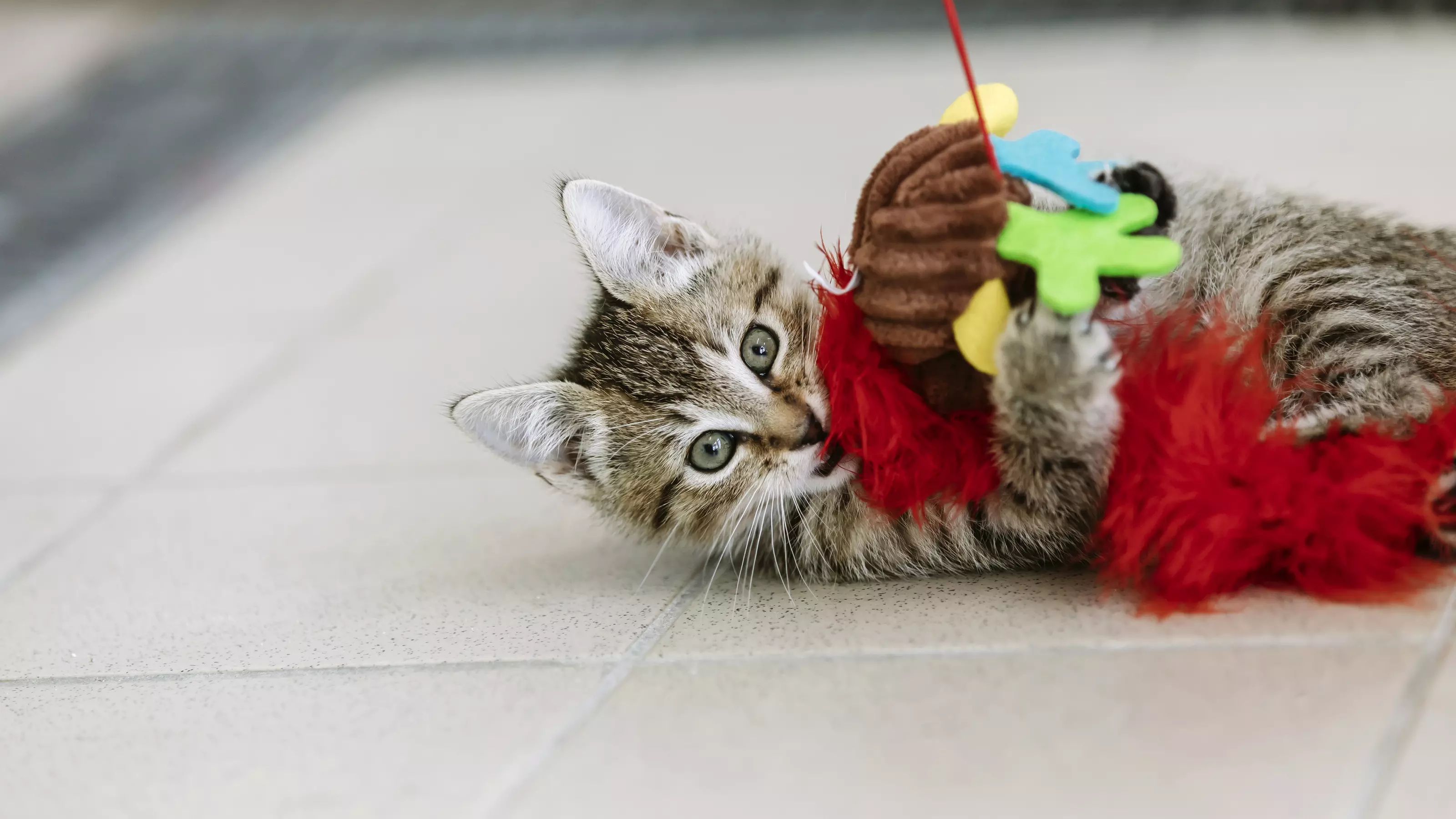 A young tabby kitten plays with a colourful cat wand.