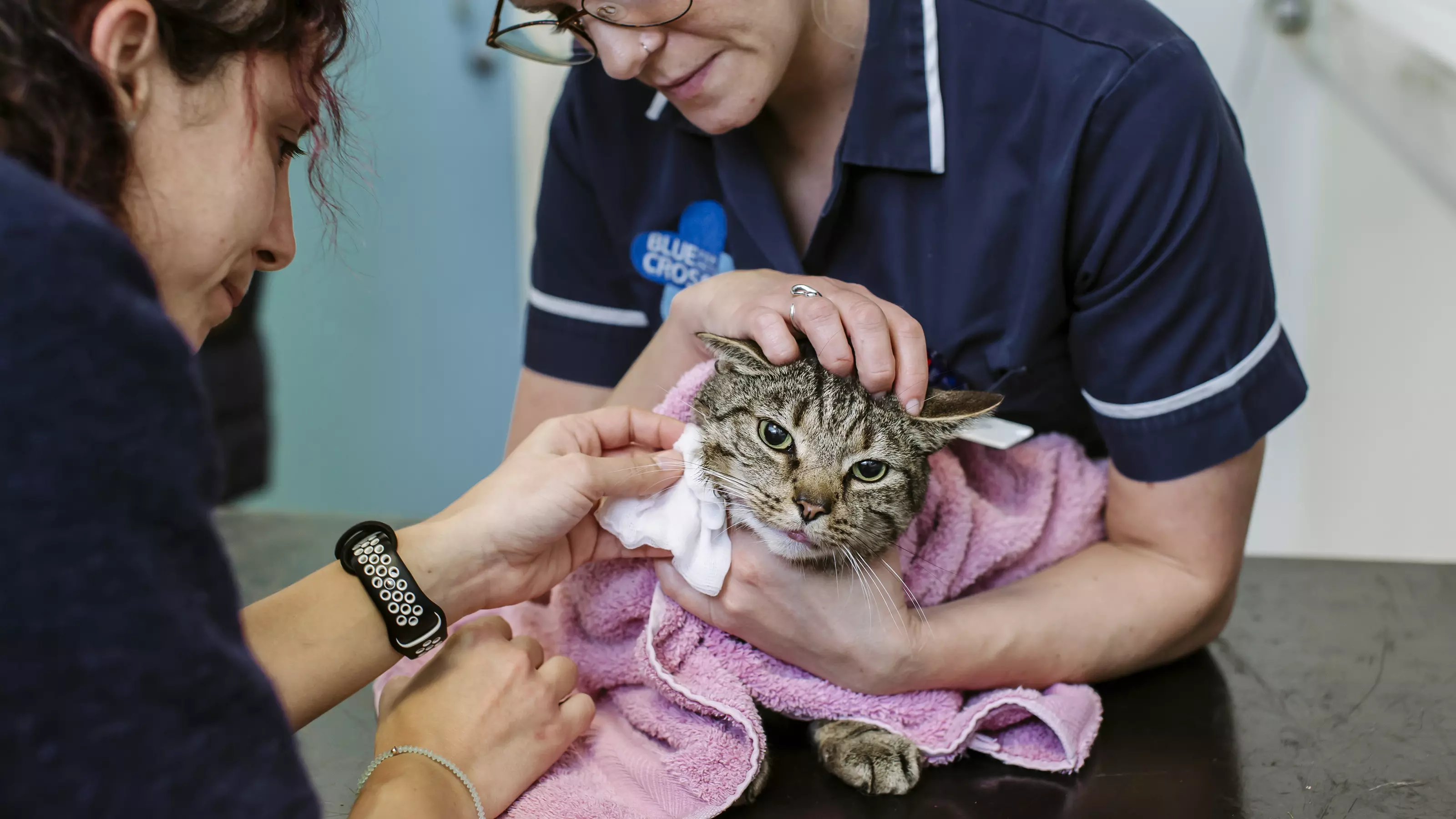 A tabby cat is assessed and cleaned by two Blue Cross vets.