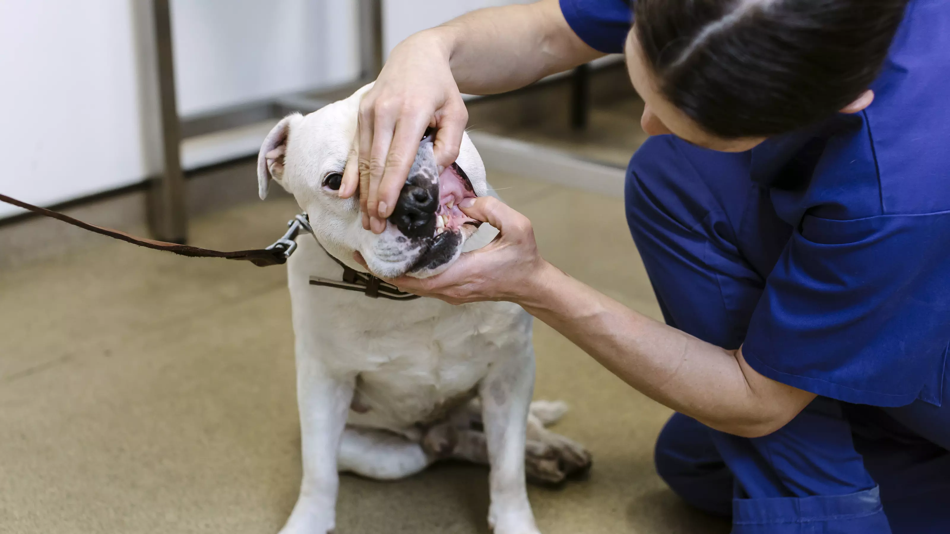 A white staffie dog has their teeth assessed by a Blue Cross vet.