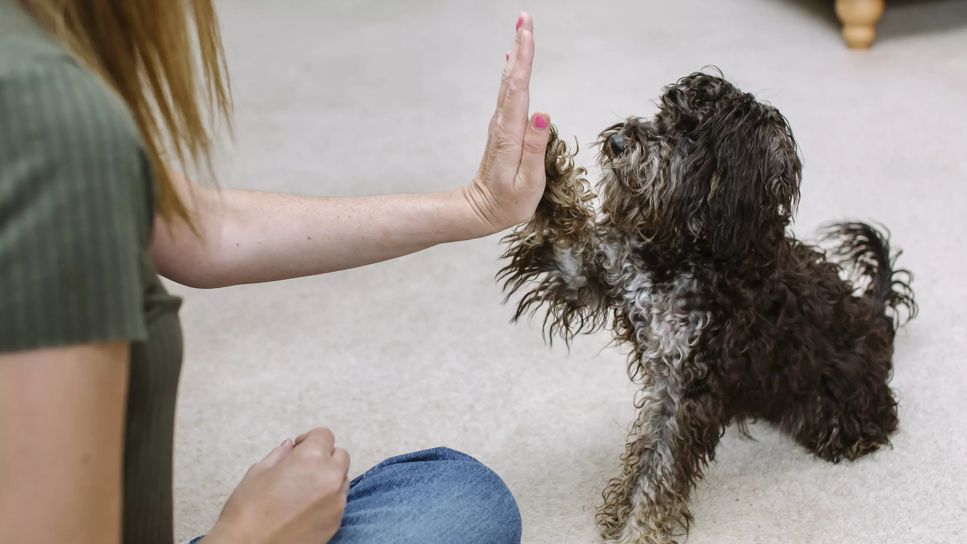 A black cockerpoo is taught how to high five by their owner.