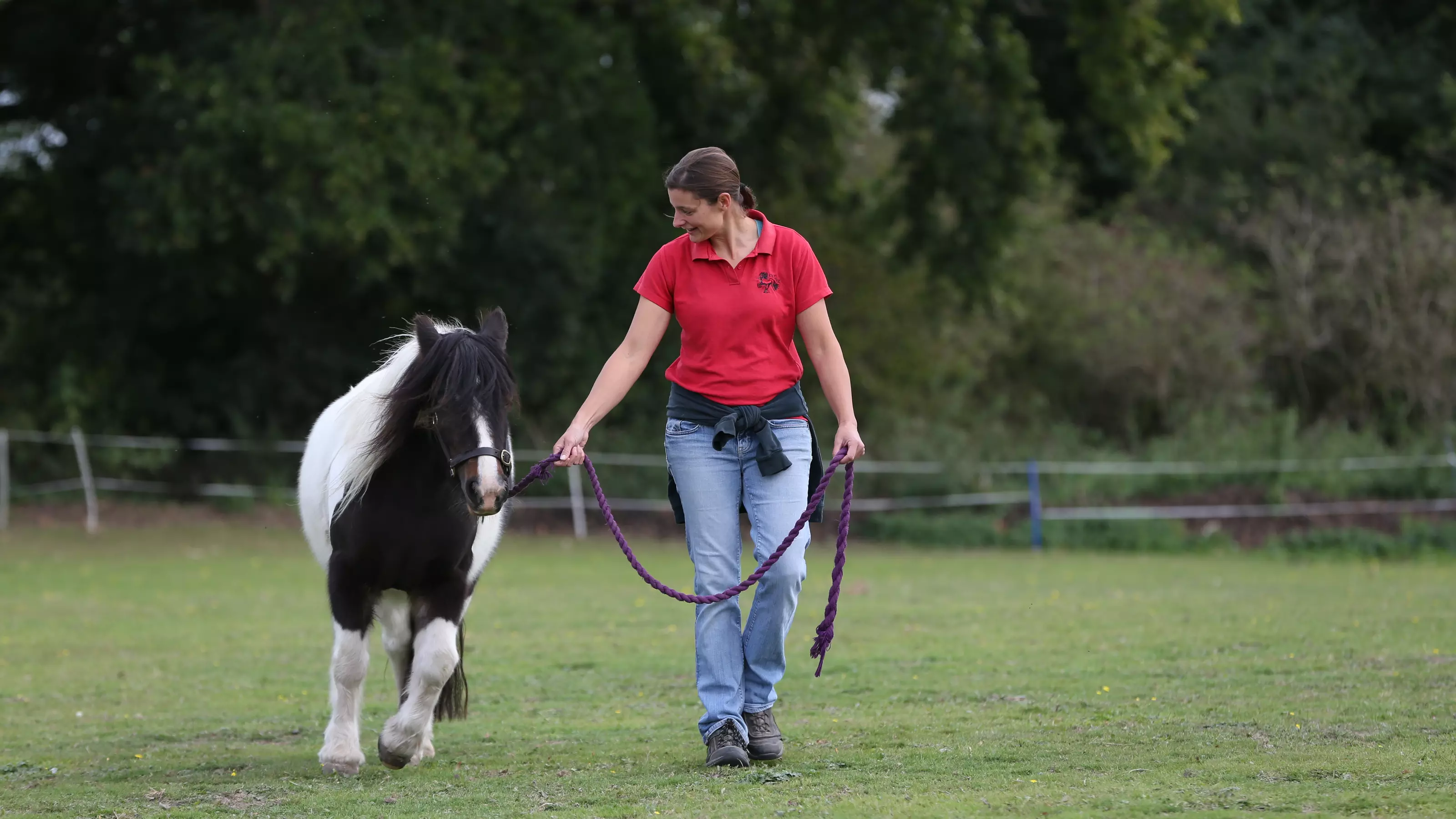 A pony is exercised by their owner in hand in a paddock.