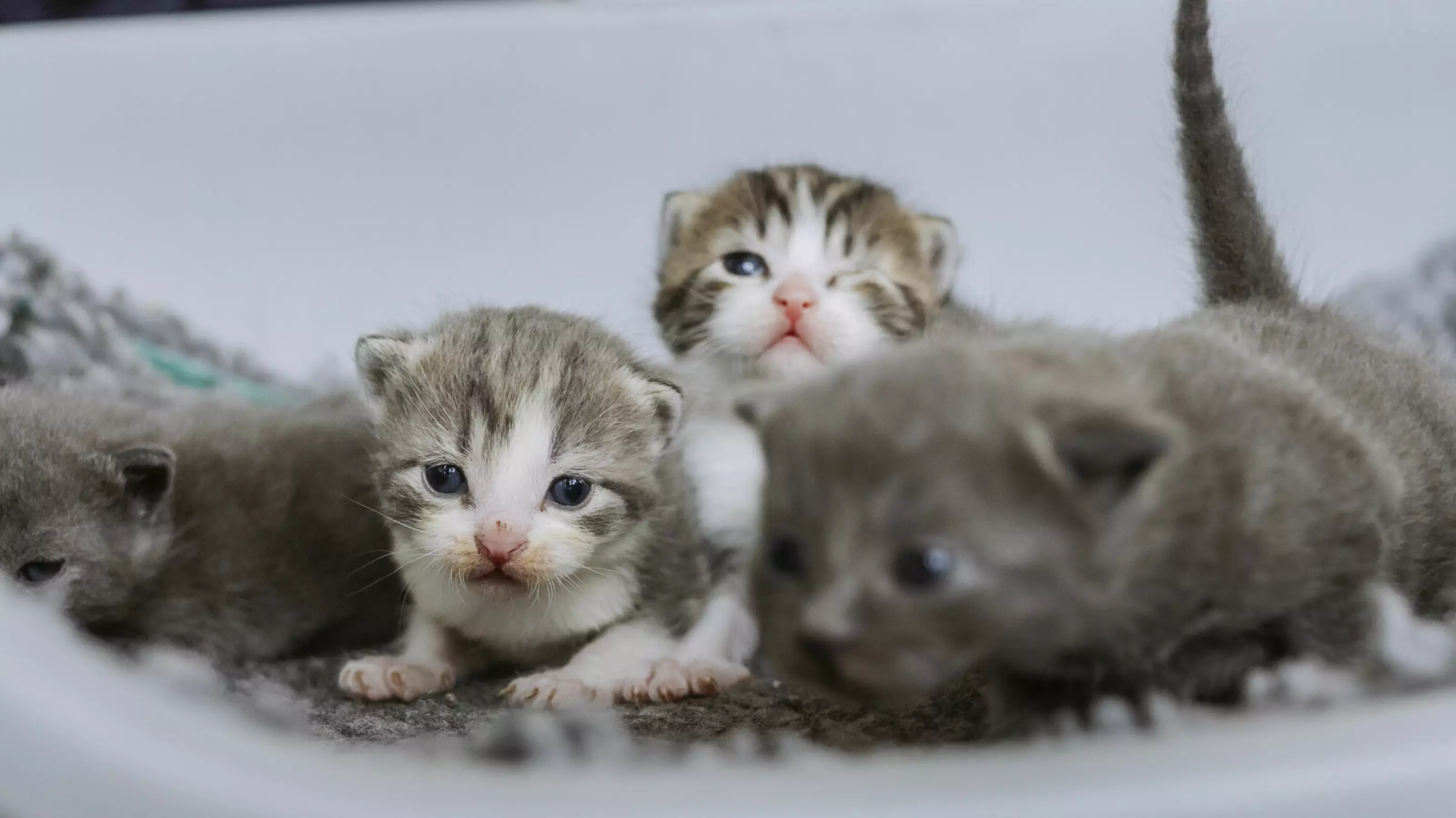Two tabby kittens and two grey kittens in a bed