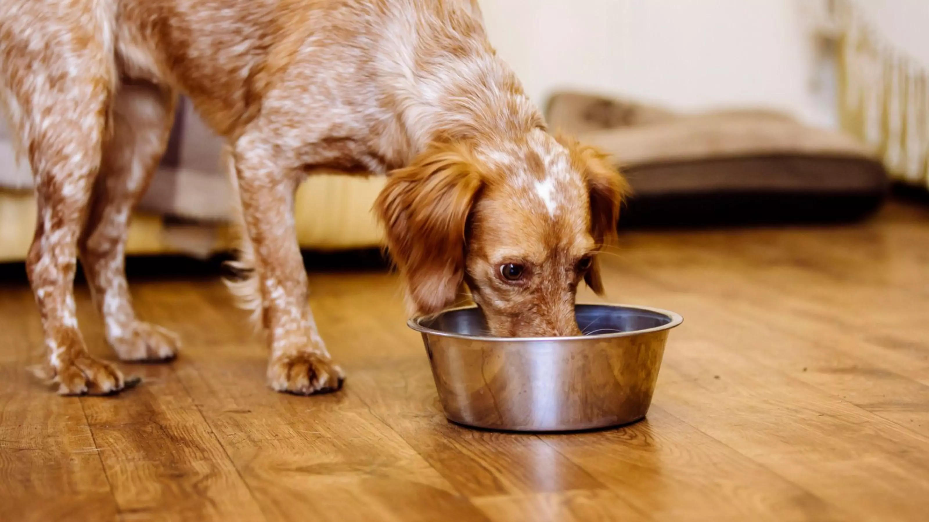 A dog eating a bland diet from a bowl.