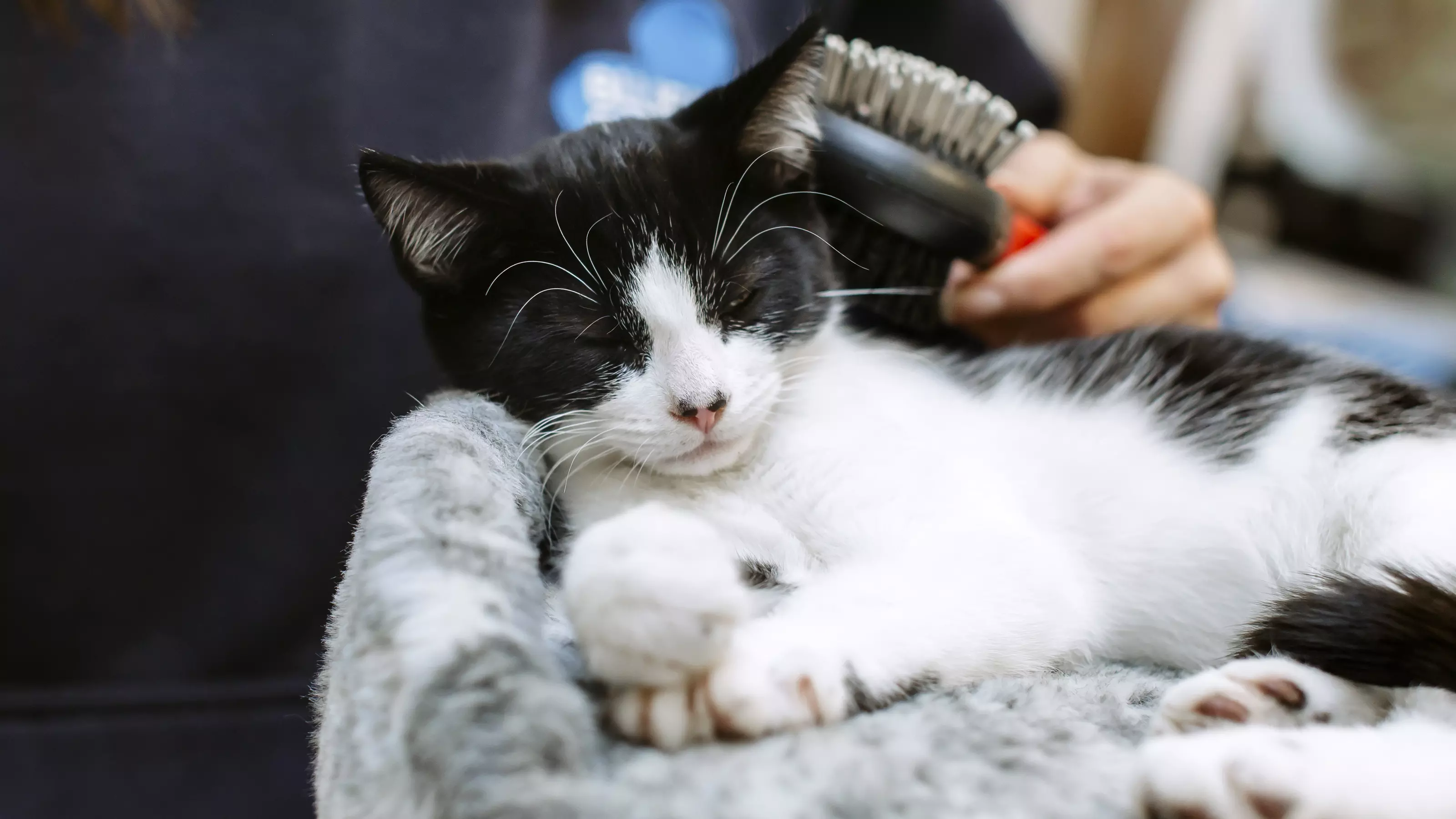 A black and white cat enjoys being groomed by a Blue Cross staff member.