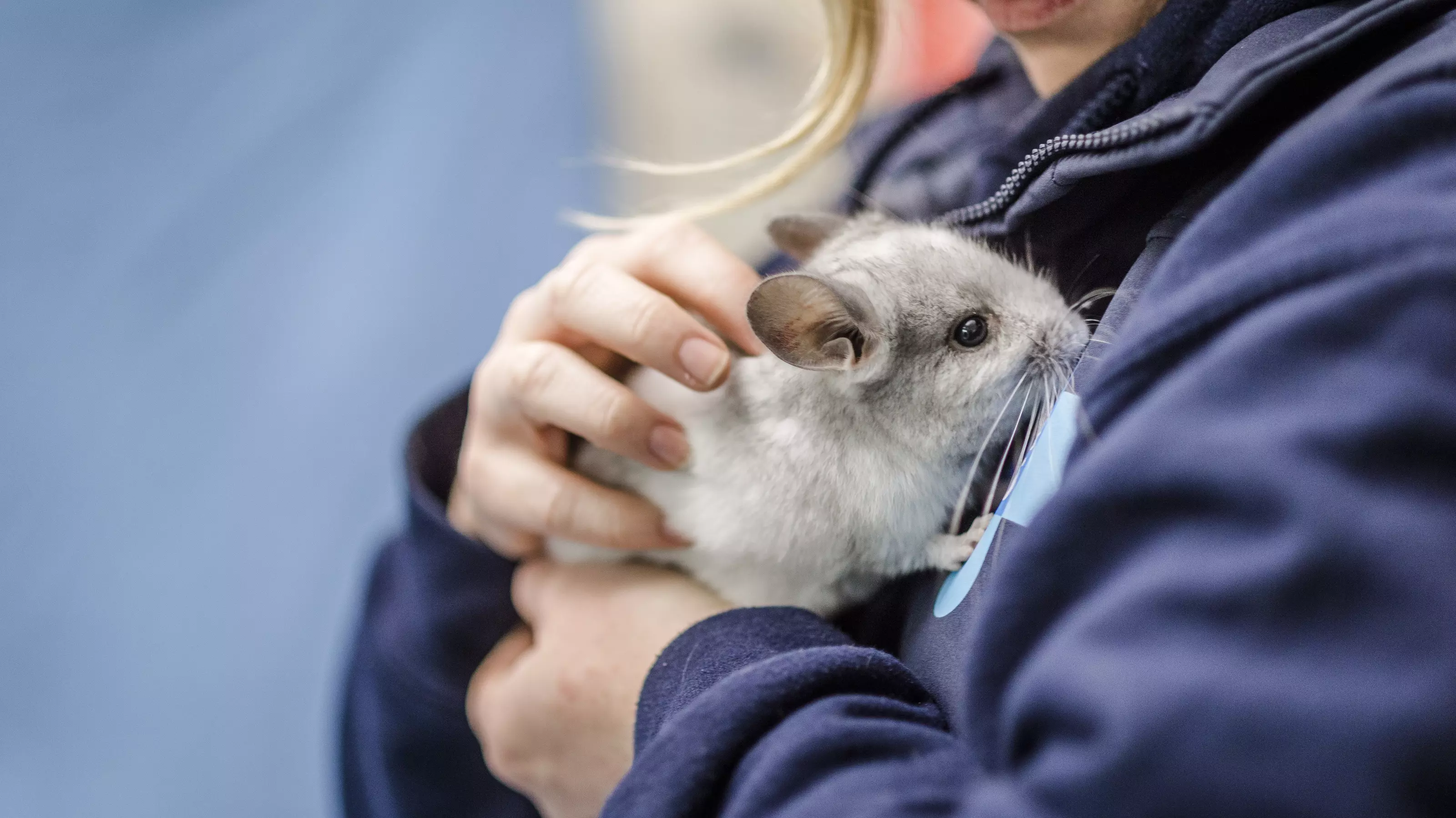 A young grey chinchilla is held by a Blue Cross vet.
