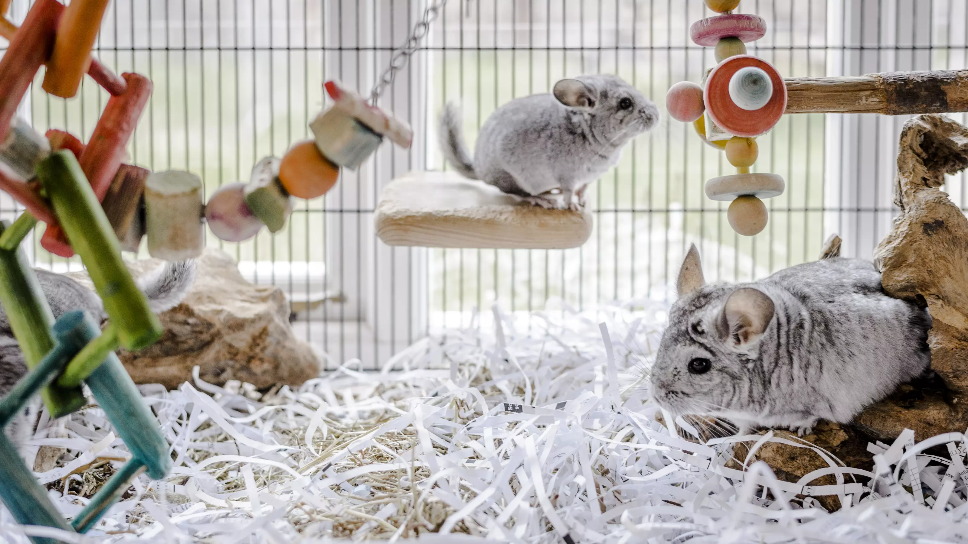 Two grey chinchillas explore their accommodation and toys.