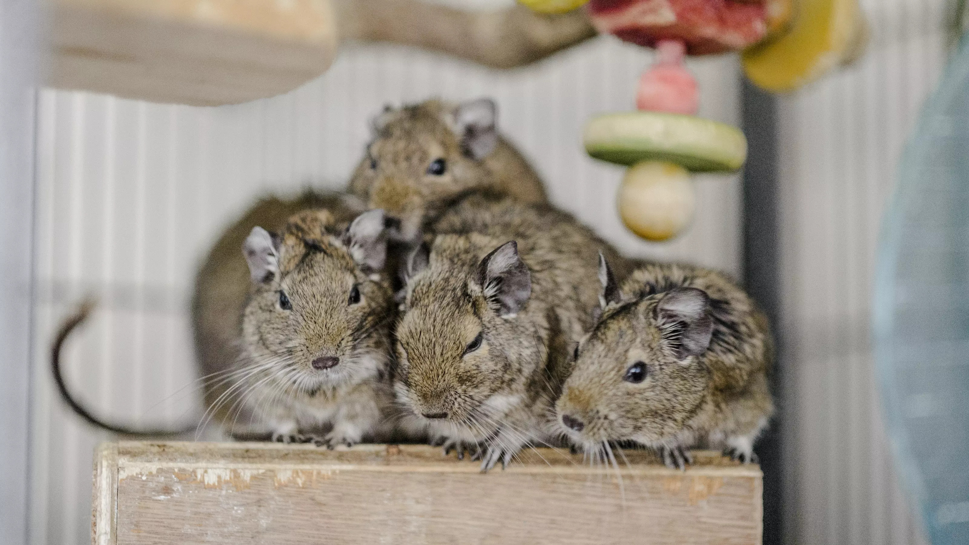 Four degus huddle together on a wooden box in their accommodation.