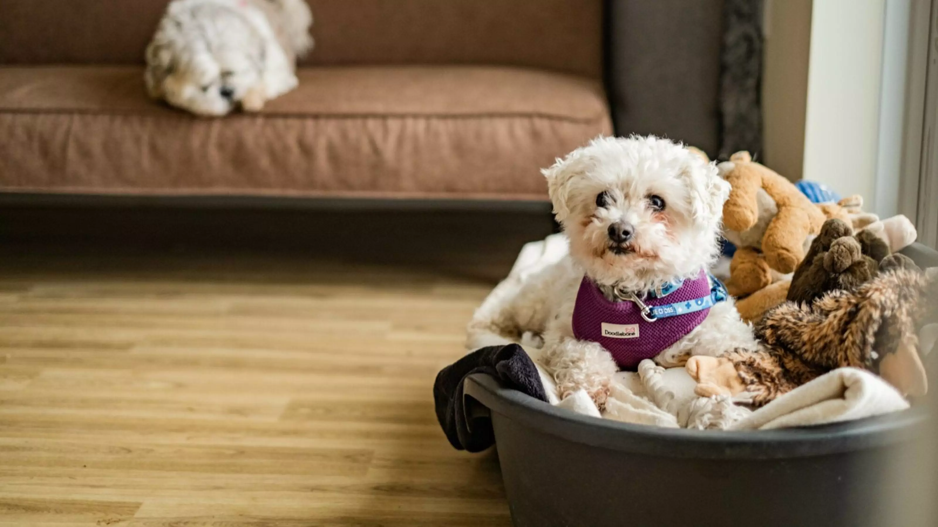 A bichon frise dog sits in their bed, surrounded by soft toys.