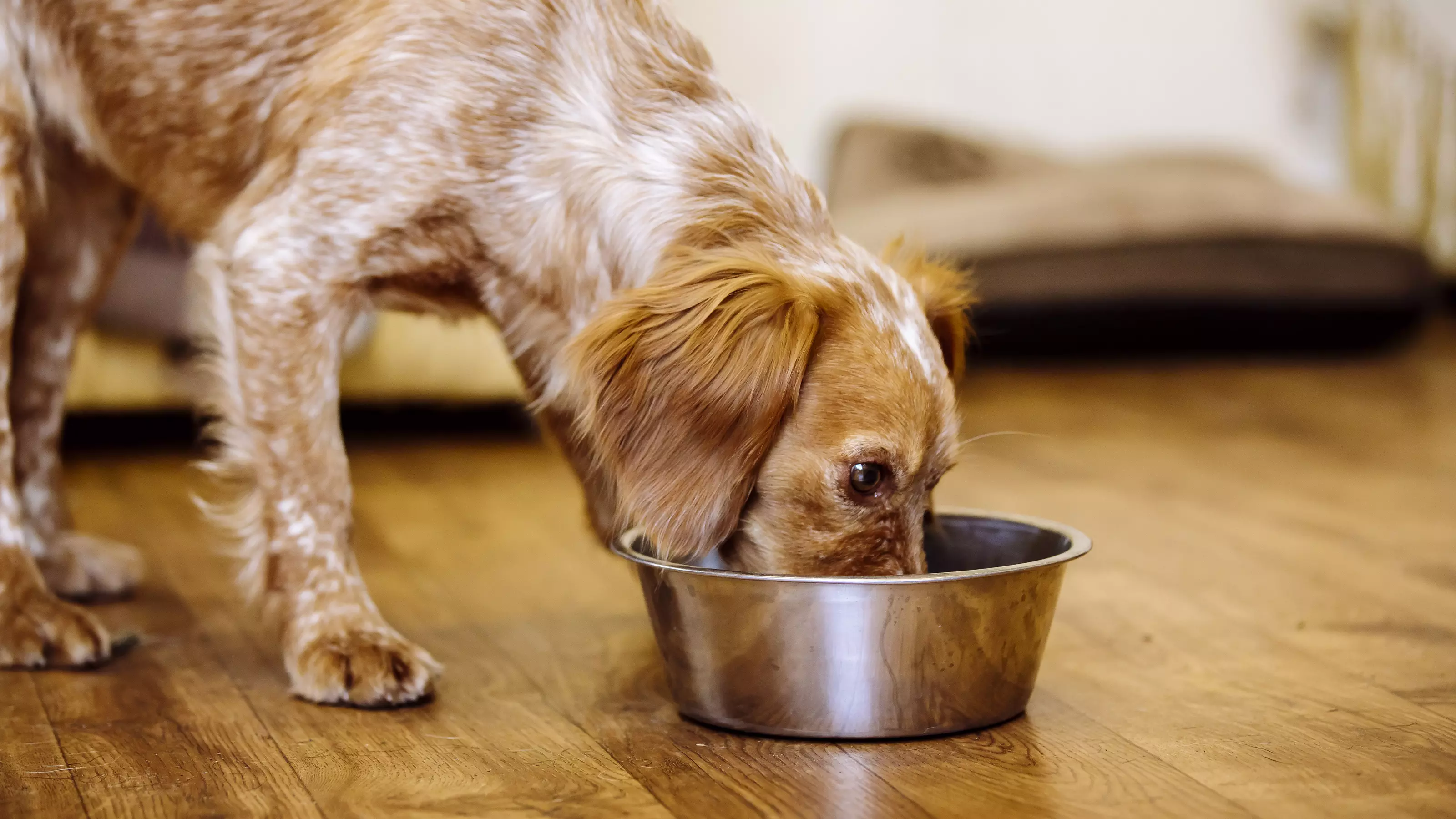A dog eating food from a metal bowl.