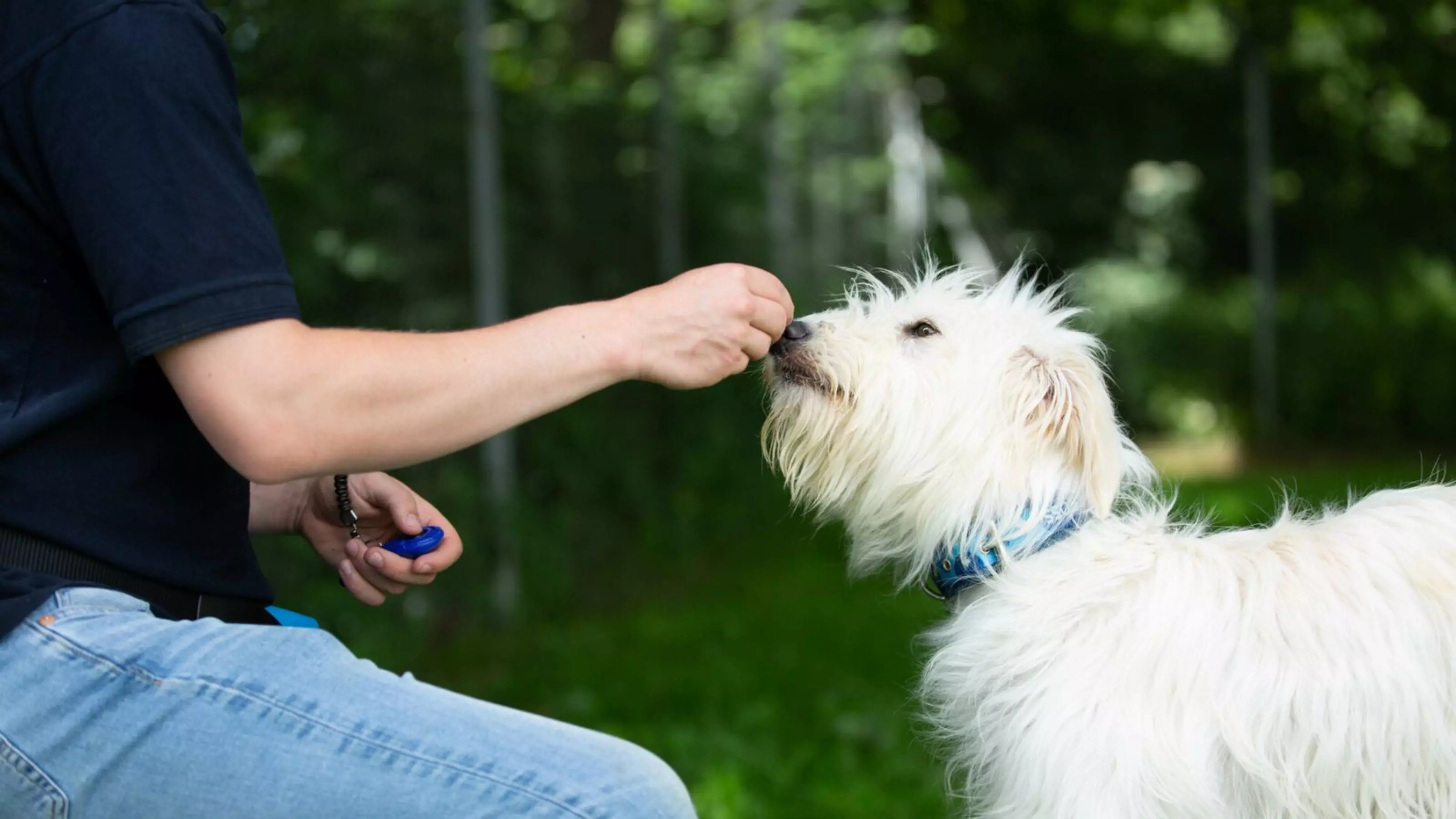 A Blue Cross behaviourist trains a white dog using a treat and a clicker.