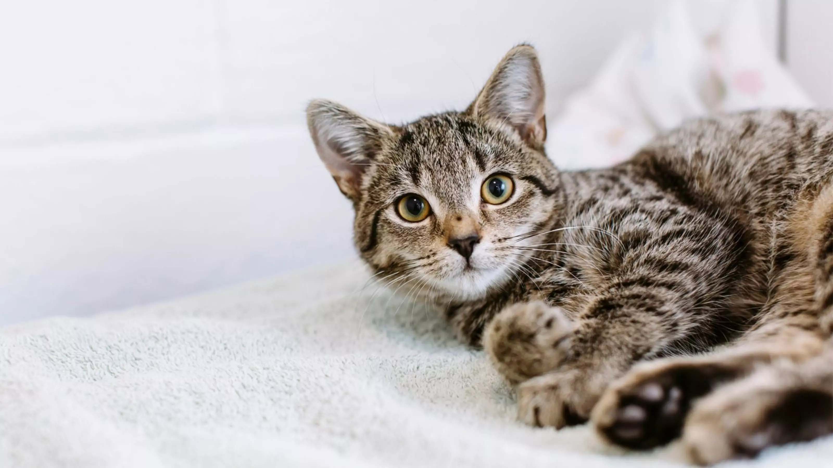 A tabby cat lying down on a towel at a rehoming centre.