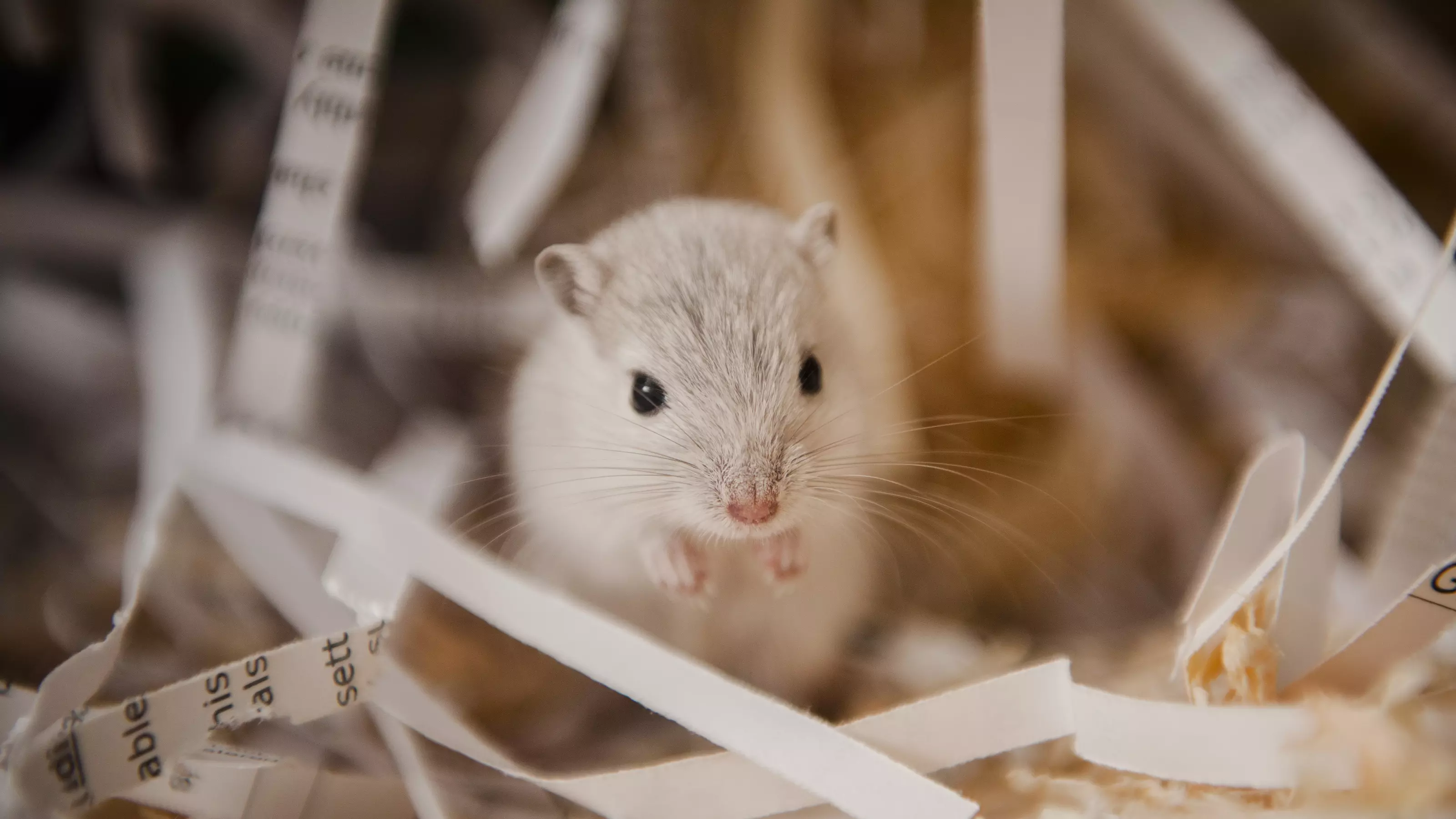 A grey gerbil sits surrounded by shredded newspaper in their accommodation.