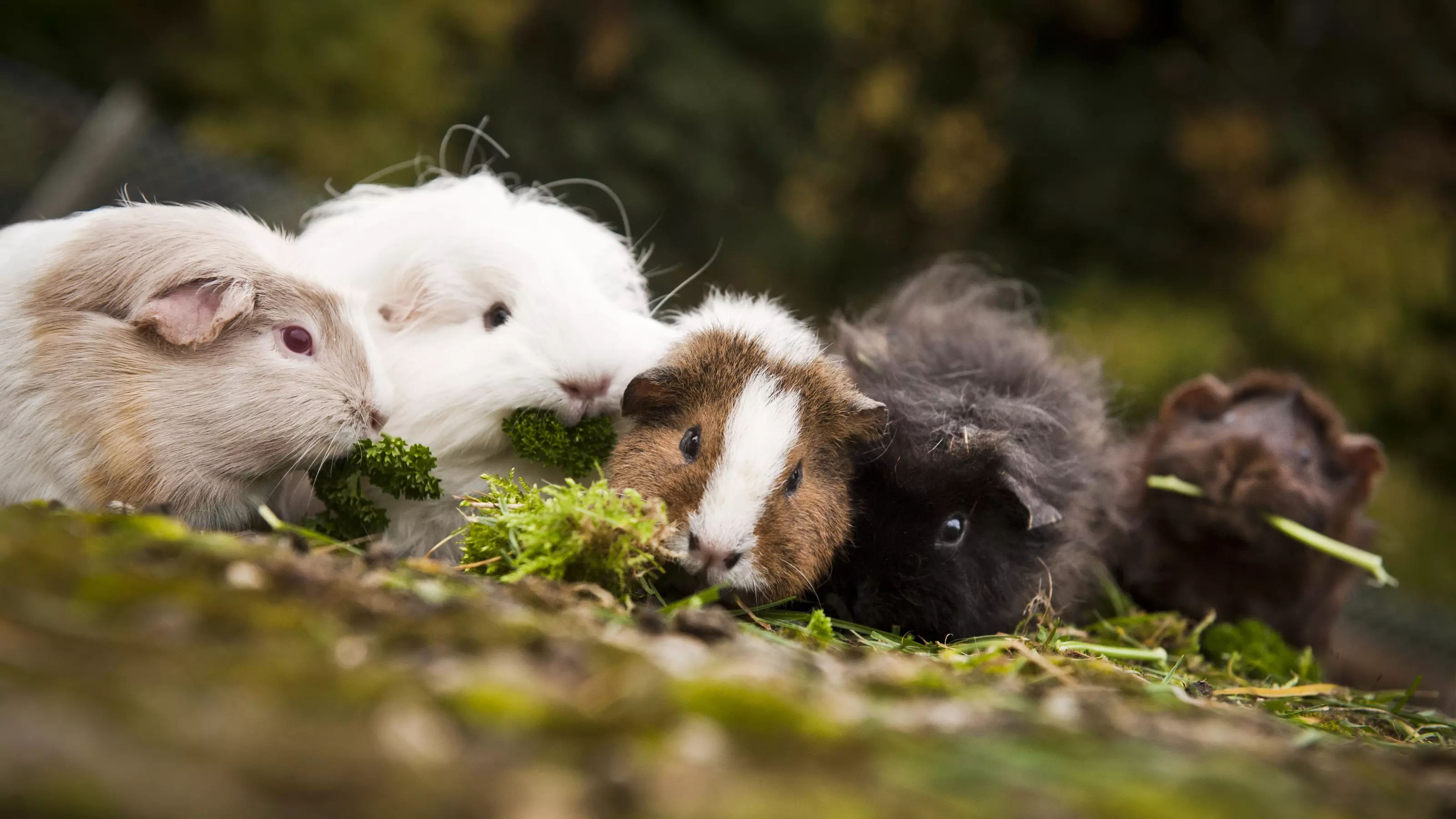 A herd of guinea pigs eating together outdoors.
