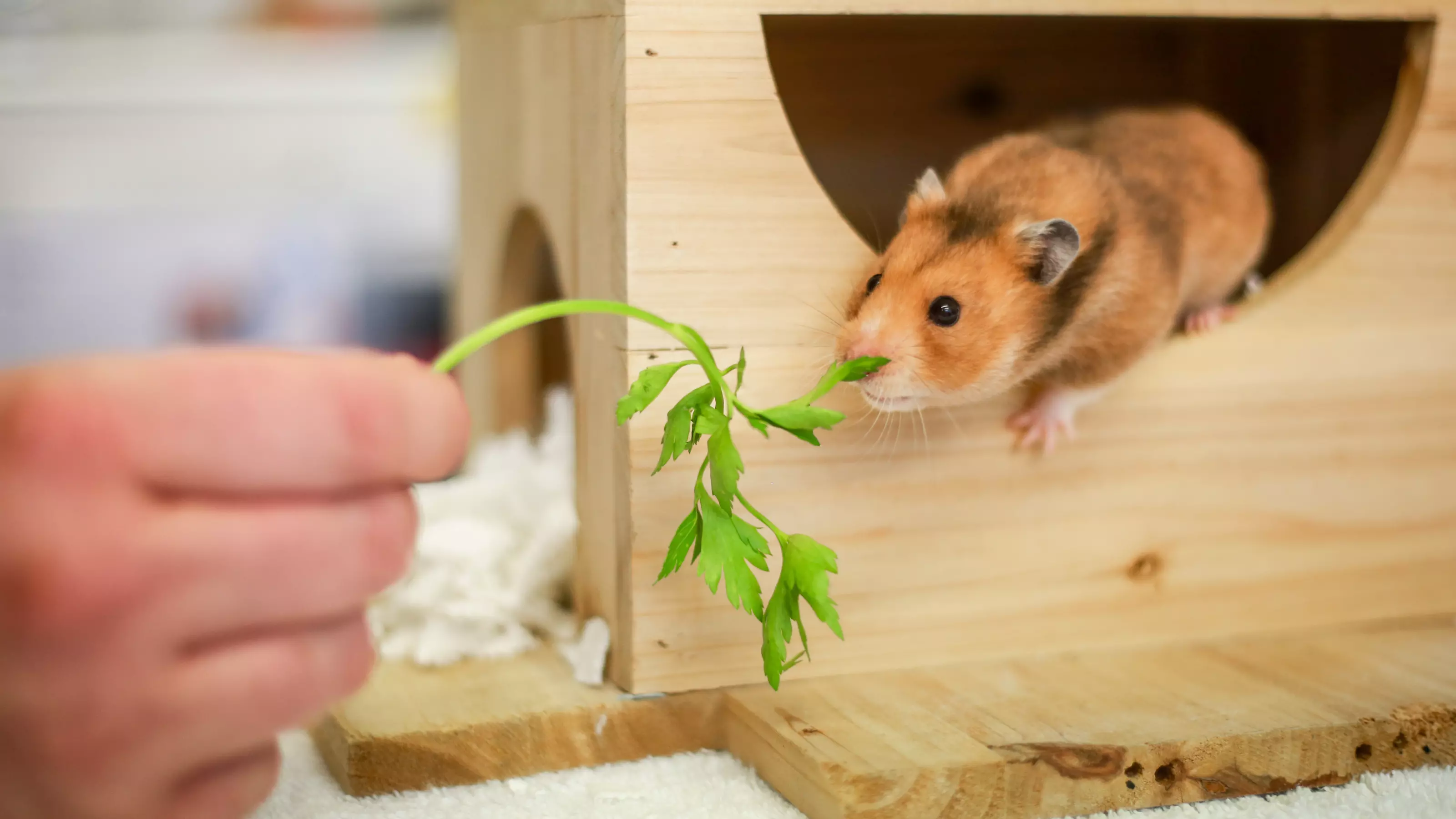 A brown hamster leans out of their wooden hut for some leafy greens.
