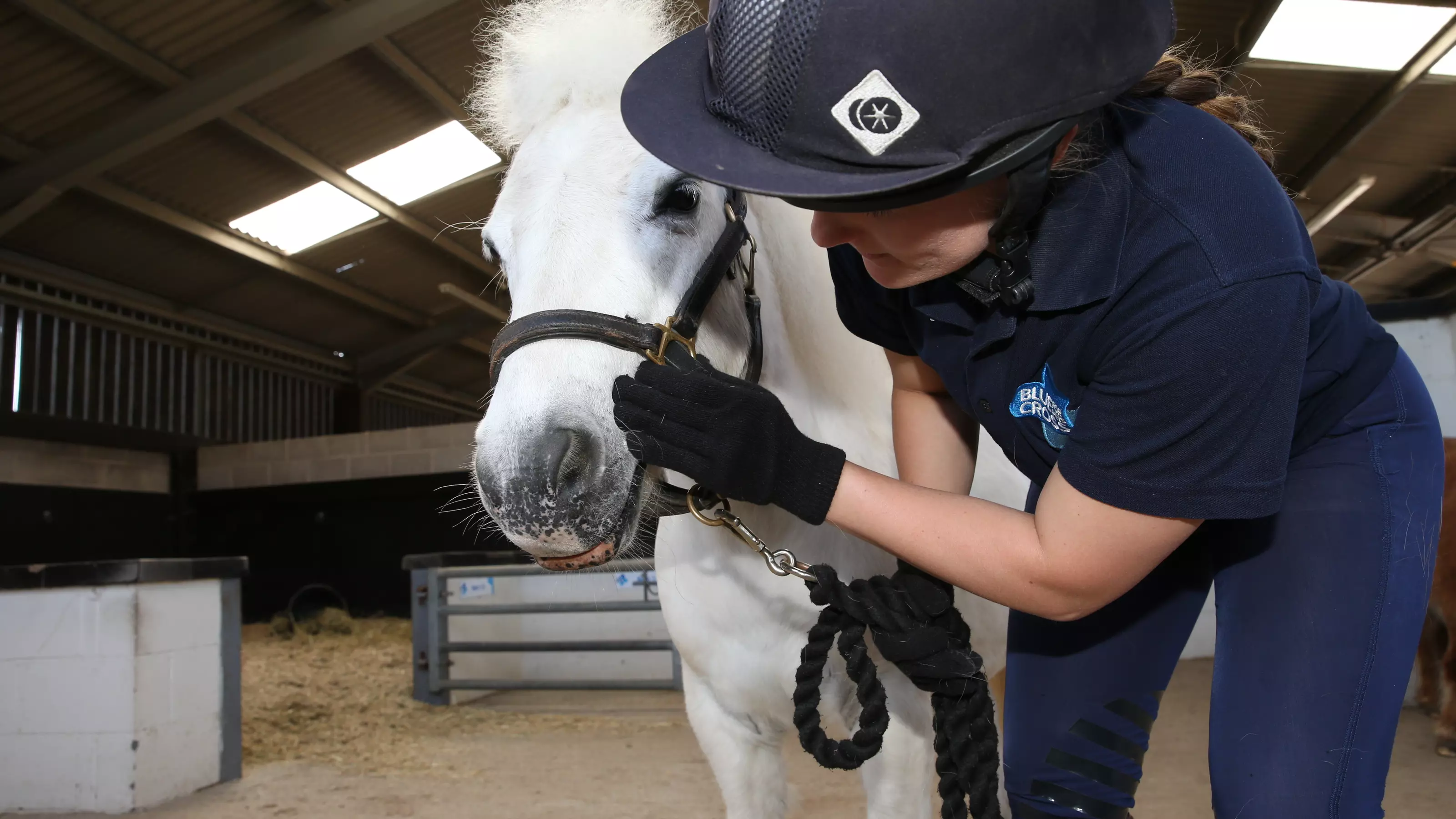 A grey pony has their teeth checked by a Blue Cross groom.